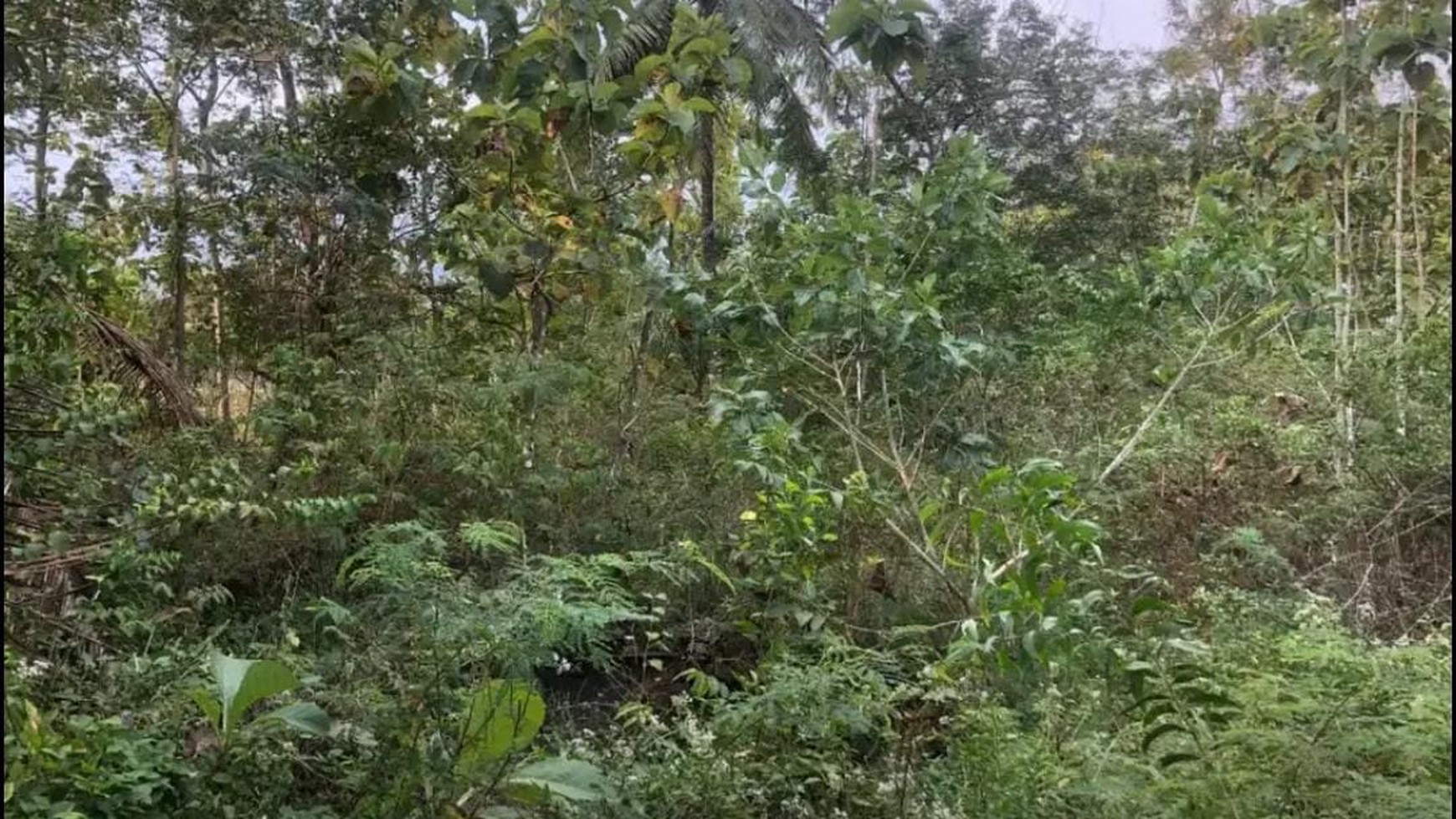 Tanah Pekarangan Luas 2030 Meter Persegi Di Siyono Wetan Playen Gunung Kidul 