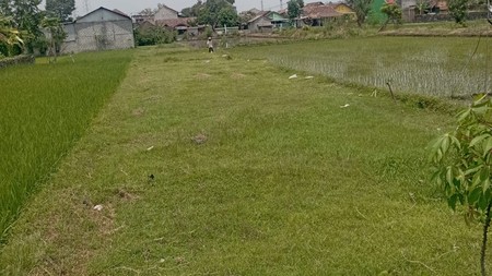 Tanah Sawah Luas 250 Meter Persegi Lokasi Sewon Bantul