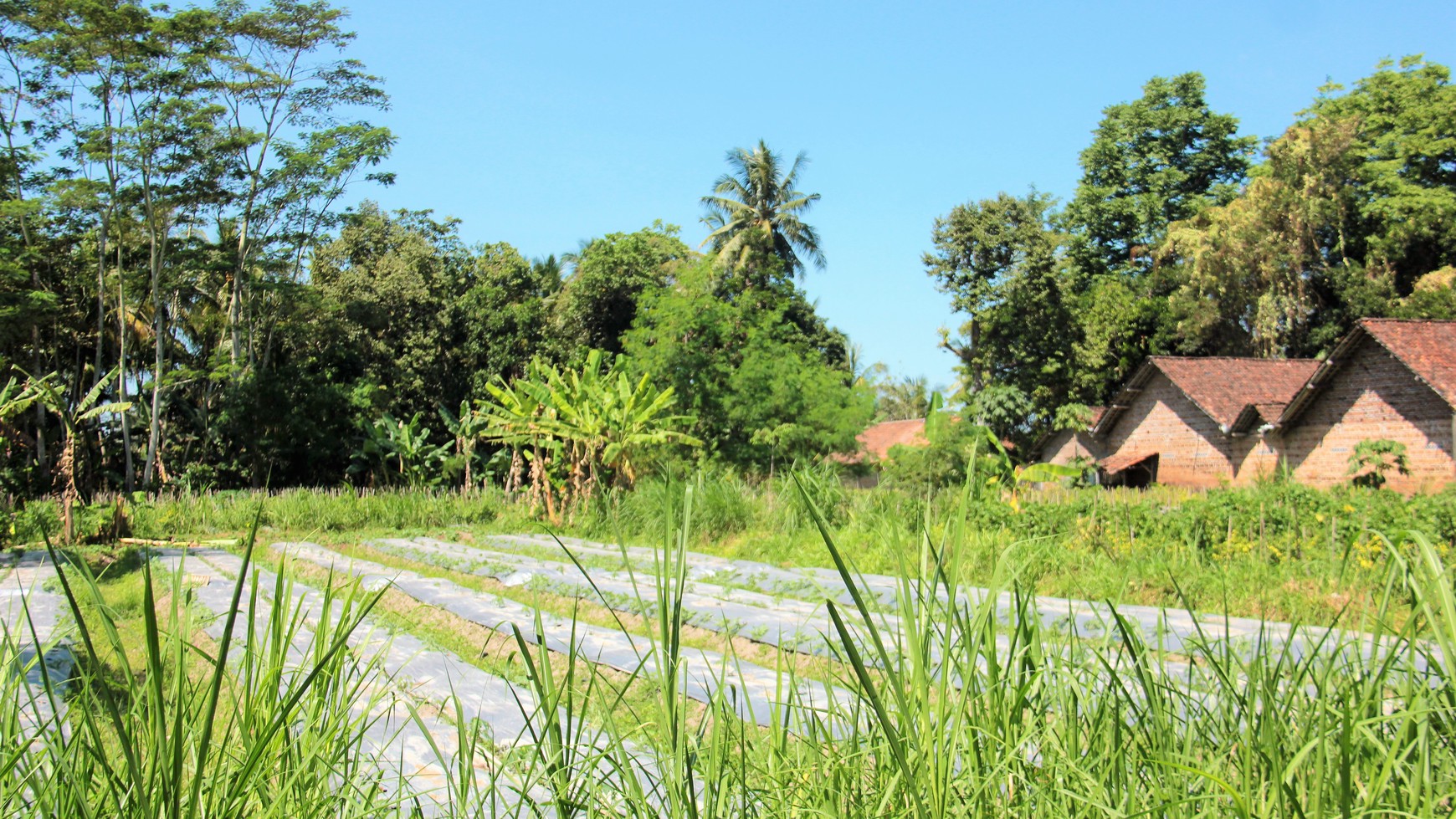 Tanah Sawah Luas 905 Meter Persegi Lokasi Dekat RSUD Sleman 