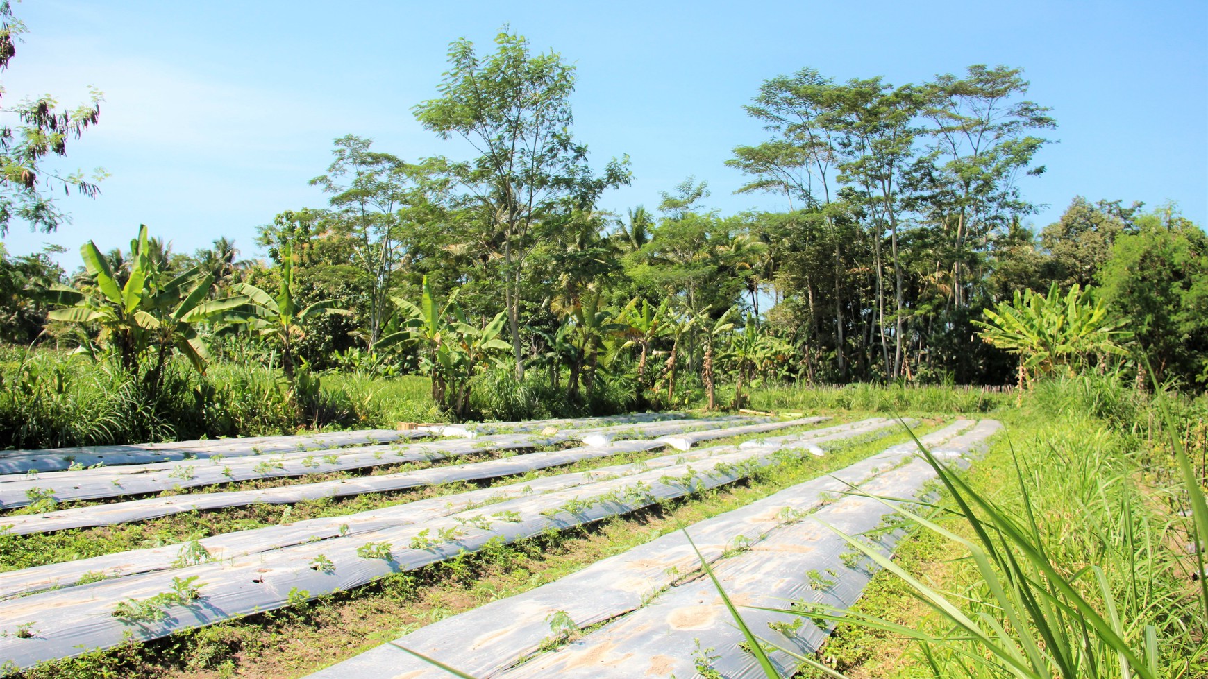 Tanah Sawah Luas 905 Meter Persegi Lokasi Dekat RSUD Sleman 