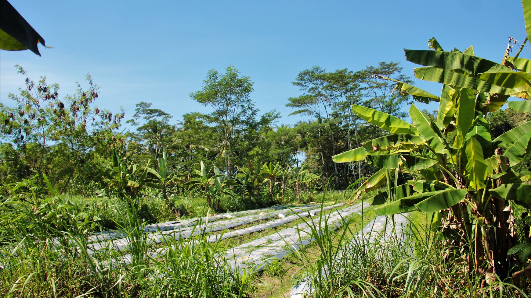 Tanah Sawah Luas 905 Meter Persegi Lokasi Dekat RSUD Sleman 