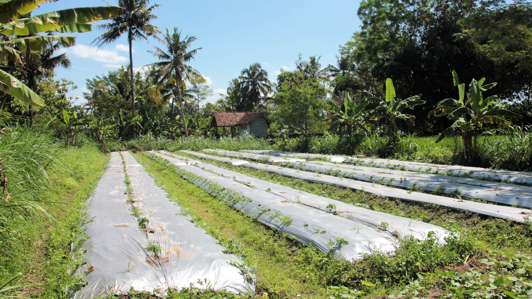 Tanah Sawah Luas 905 Meter Persegi Lokasi Dekat RSUD Sleman 