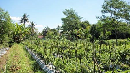 Tanah Sawah Luas 905 Meter Persegi Lokasi Dekat RSUD Sleman 