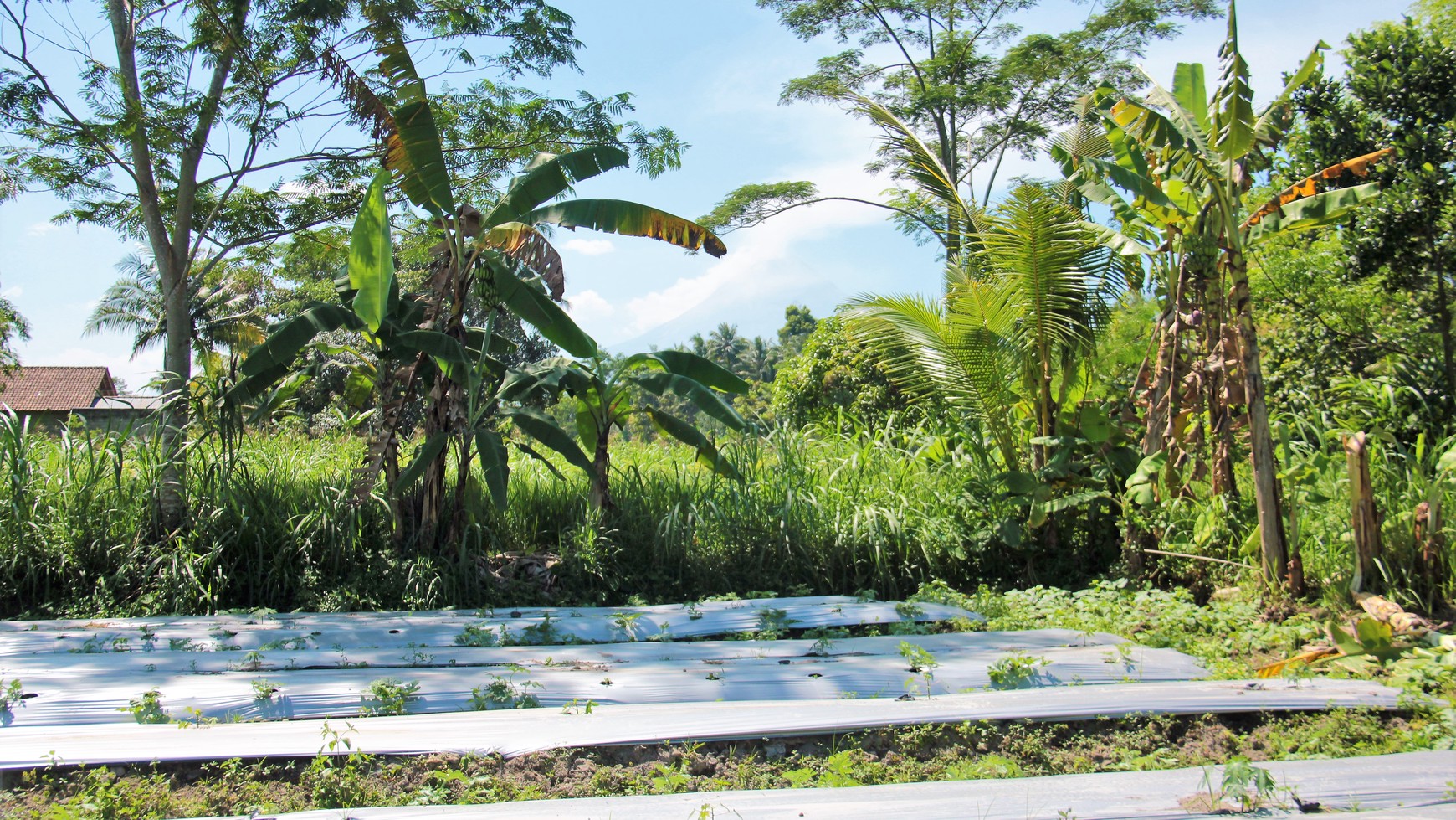 Tanah Sawah Luas 905 Meter Persegi Lokasi Dekat RSUD Sleman 