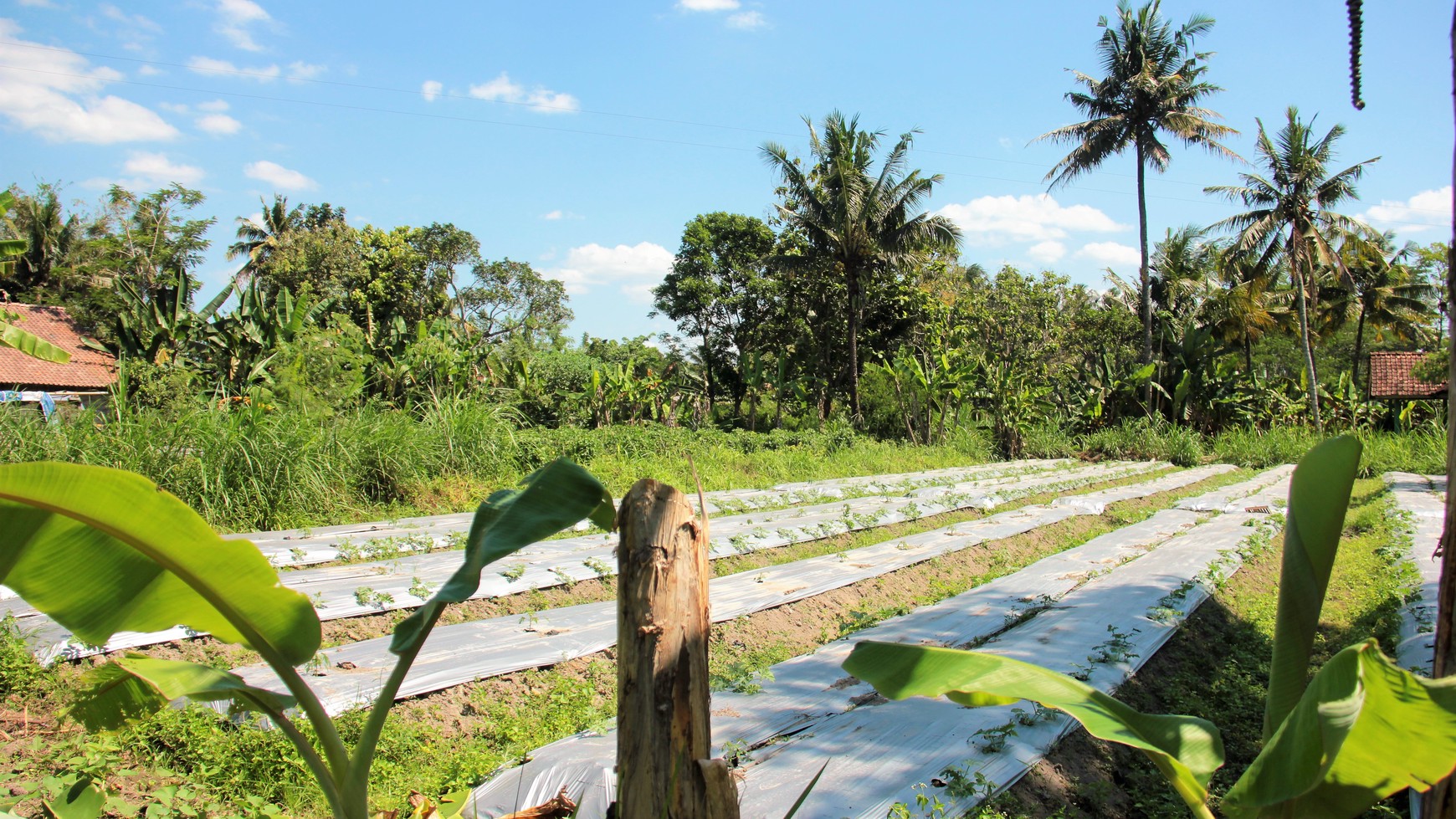 Tanah Sawah Luas 905 Meter Persegi Lokasi Dekat RSUD Sleman 