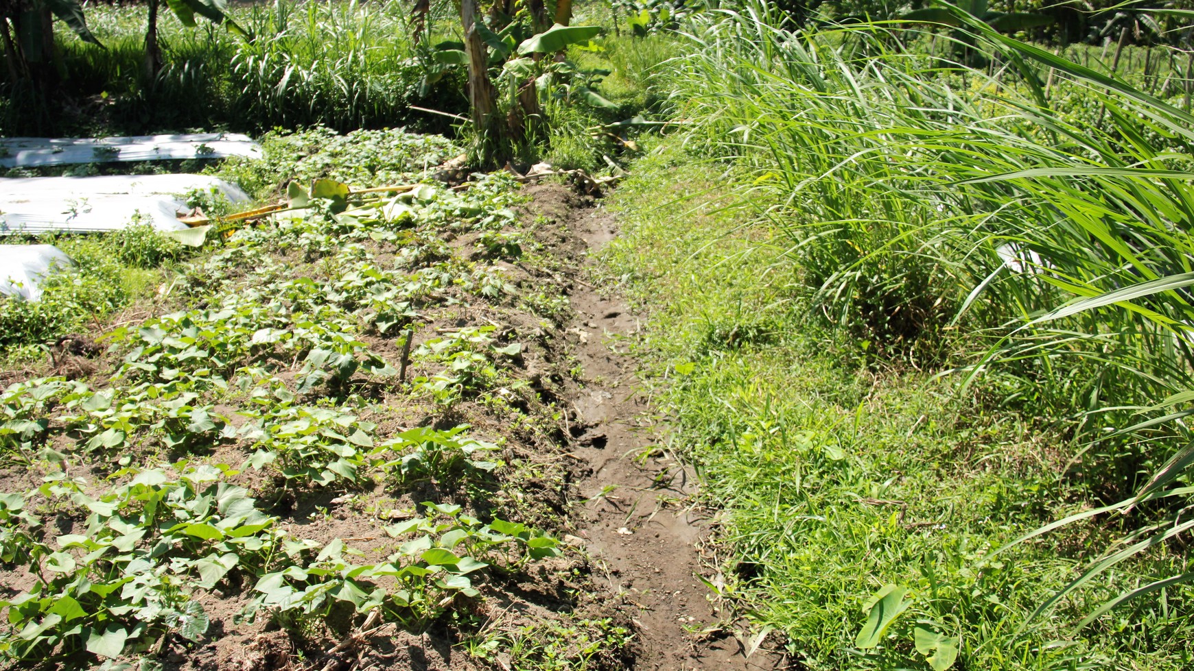 Tanah Sawah Luas 905 Meter Persegi Lokasi Dekat RSUD Sleman 