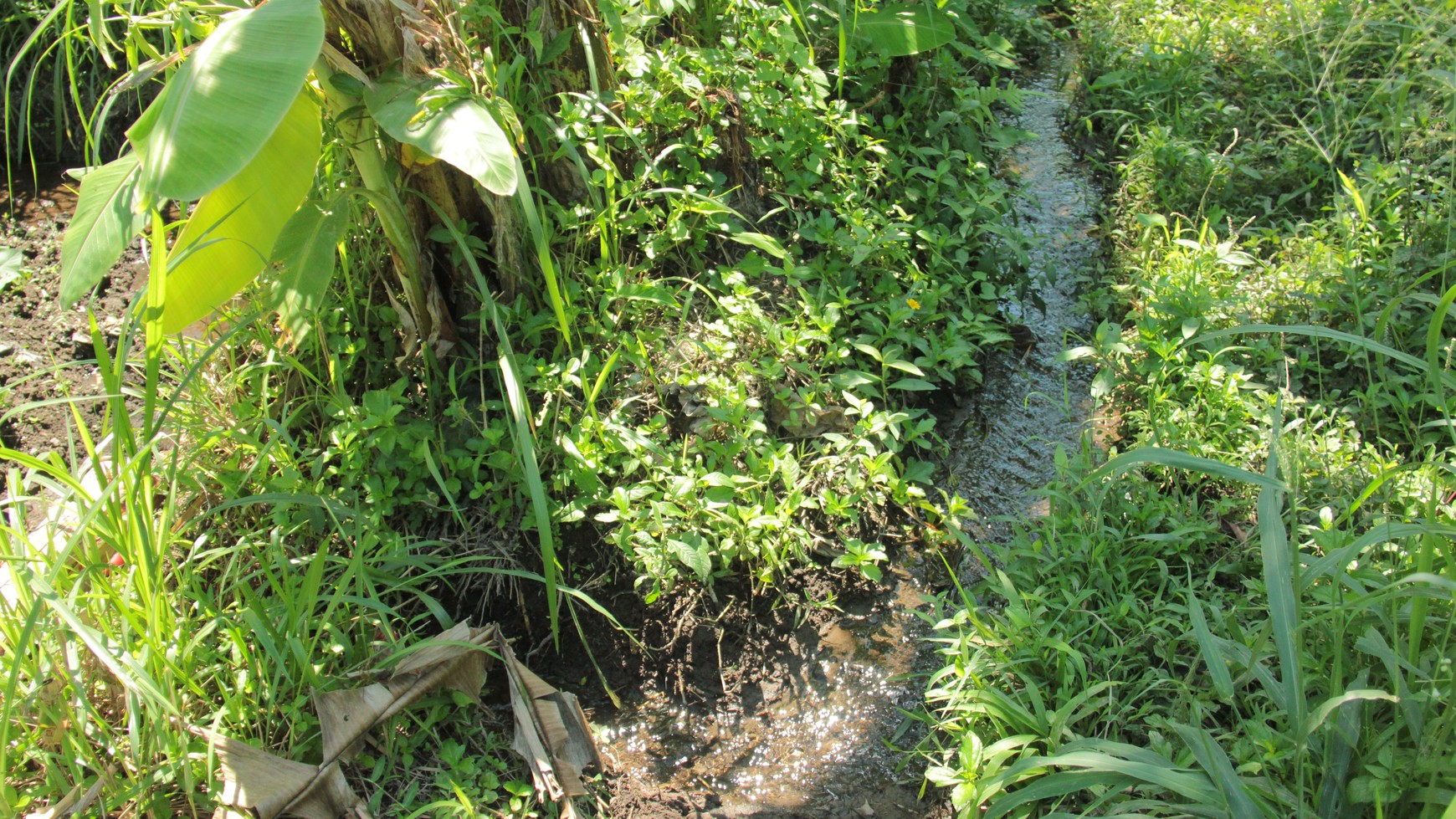 Tanah Sawah Luas 905 Meter Persegi Lokasi Dekat RSUD Sleman 