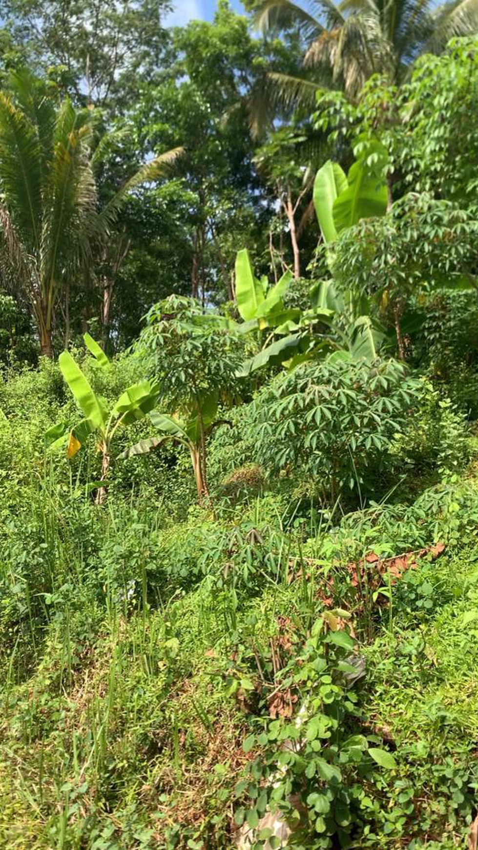 TANAH LUAS SIAP BANGUN VIEW MERAPI DI PATUK GUNUNG KIDUL