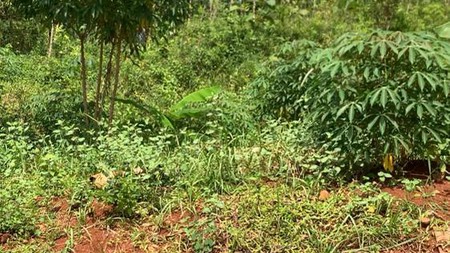 TANAH LUAS SIAP BANGUN VIEW MERAPI DI PATUK GUNUNG KIDUL