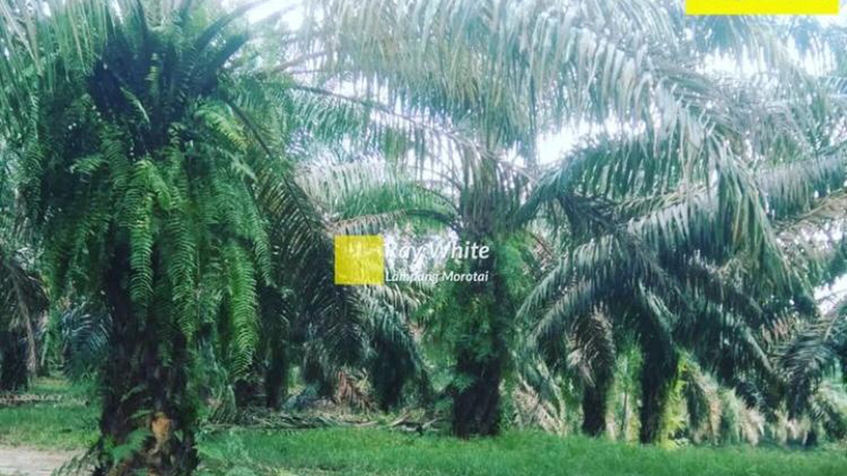 Kebun murah 100 ha di Way Kanan