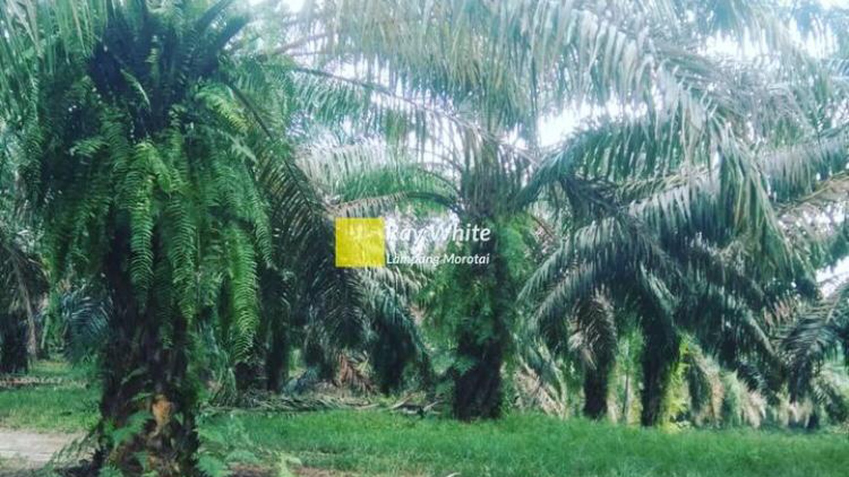 Kebun murah 100 ha di Way Kanan