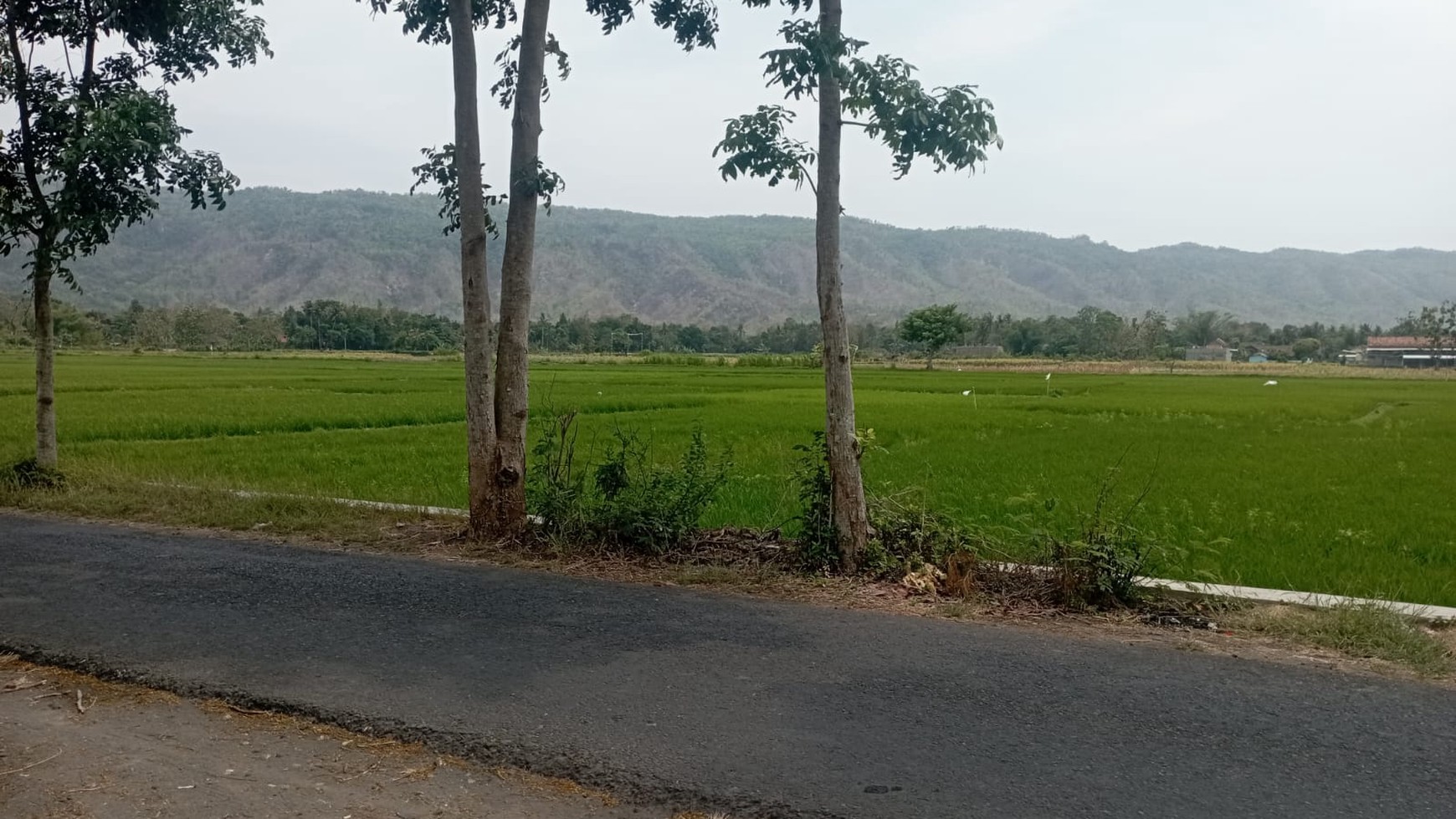 Tanah Pekarangan Luas 349 Meter Persegi Lokasi Pundong Bantul 