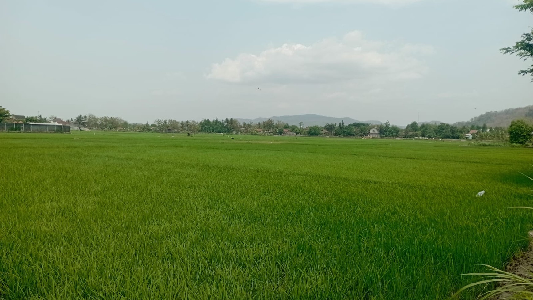 Tanah Pekarangan Luas 349 Meter Persegi Lokasi Pundong Bantul 