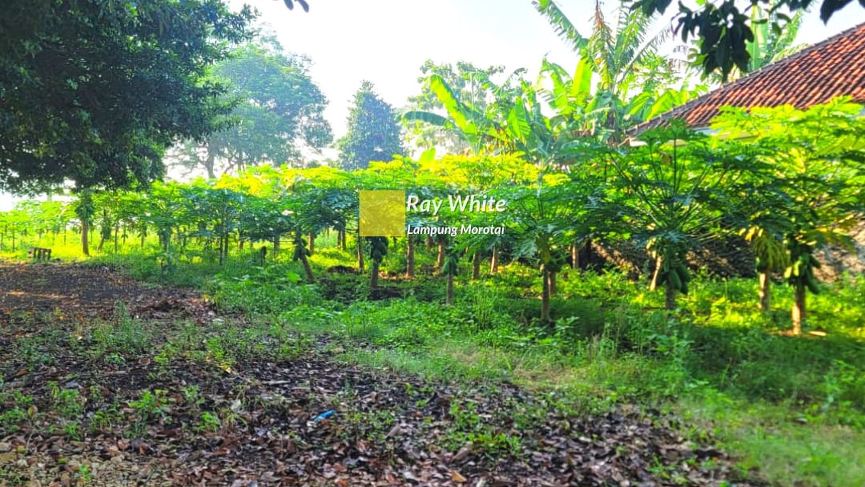 Tanah Kogob  Natar Dijual Cepat