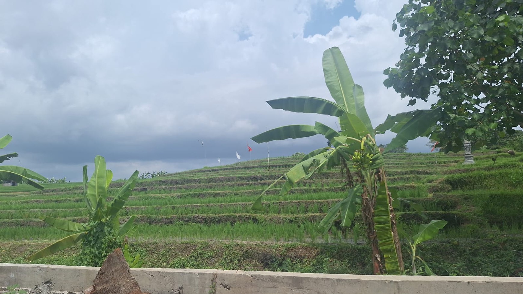 For Sale Freehold and  Leasehold  - Land area Tumbak Bayuh