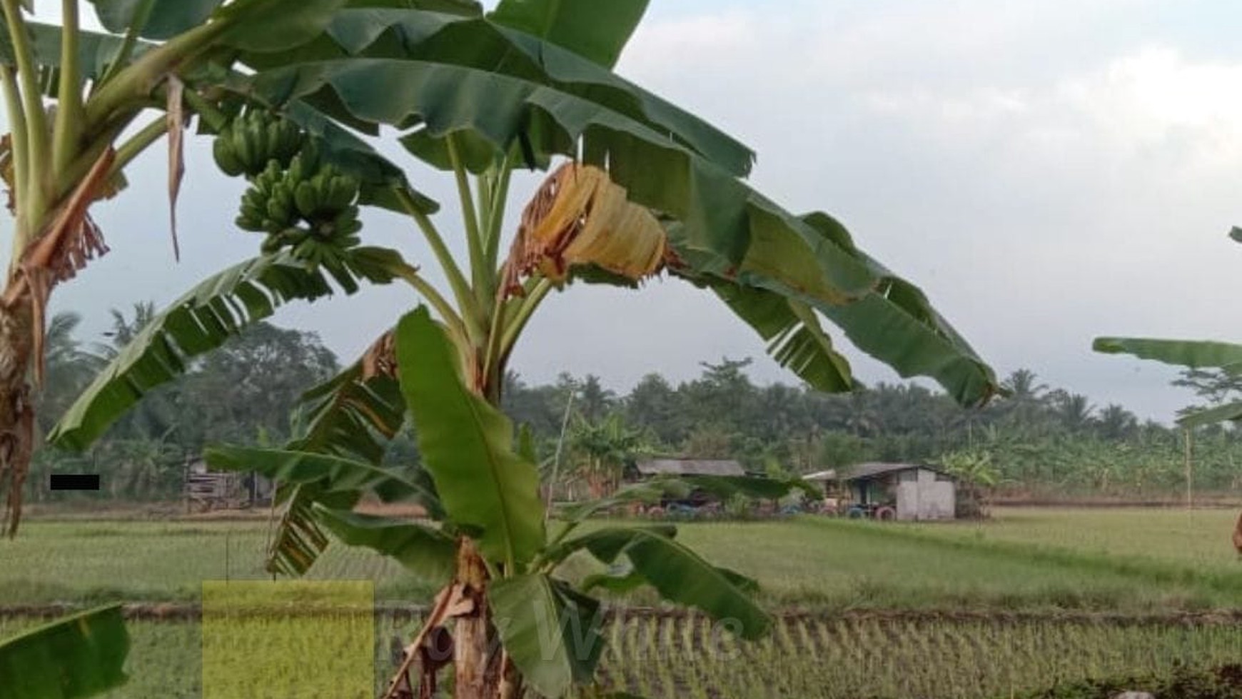 Dijual Tanah Sawah 4,3 Hektar di Katibung Lampung Selatan