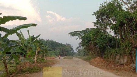 Dijual Tanah Sawah 4,3 Hektar di Katibung Lampung Selatan