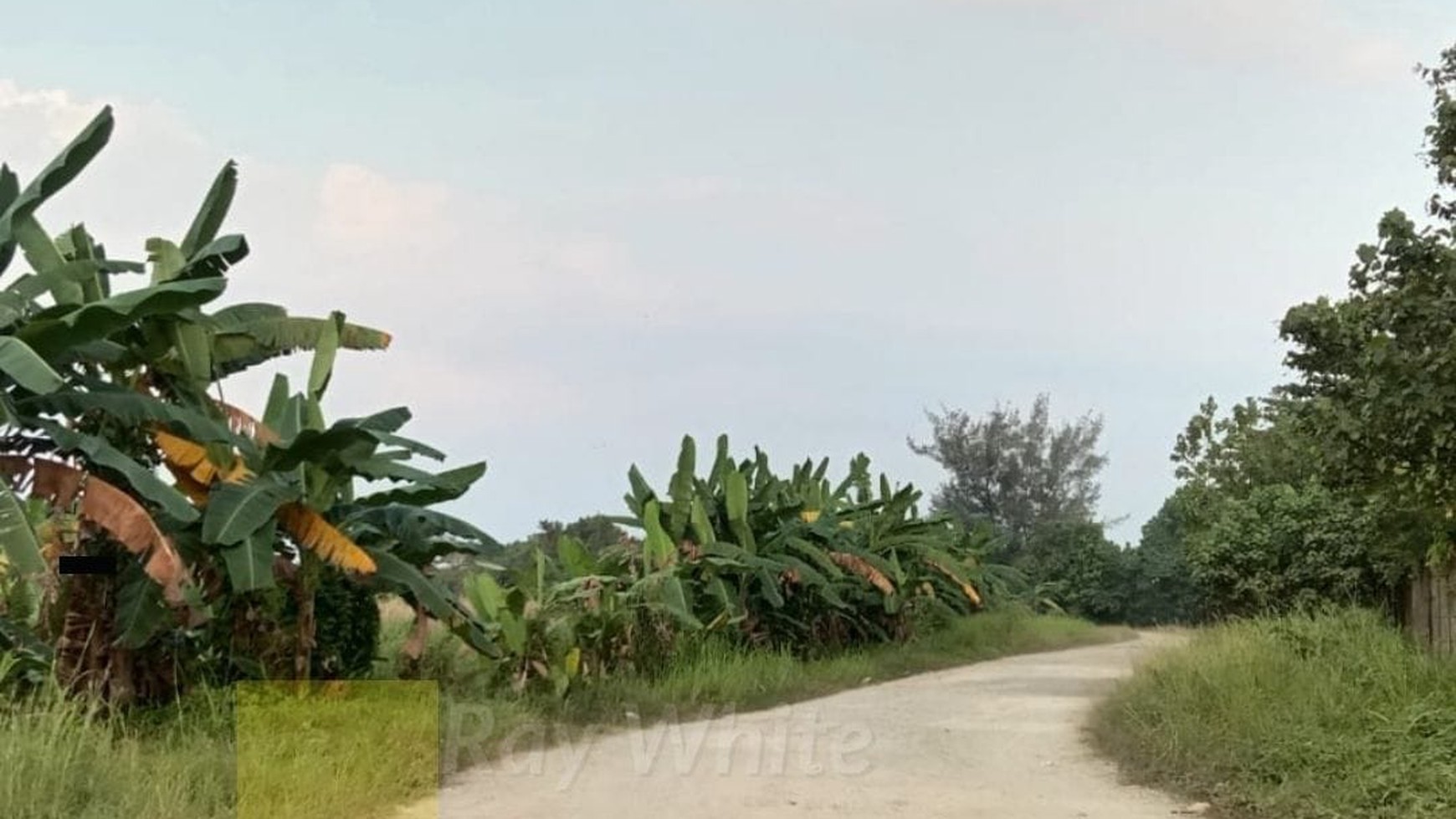 Dijual Tanah Sawah 4,3 Hektar di Katibung Lampung Selatan