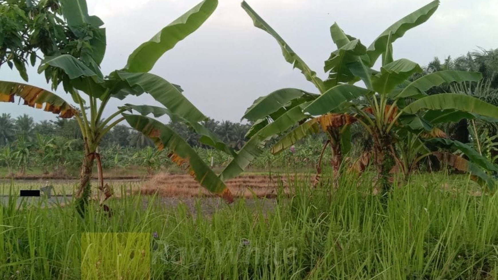 Dijual Tanah Sawah 4,3 Hektar di Katibung Lampung Selatan