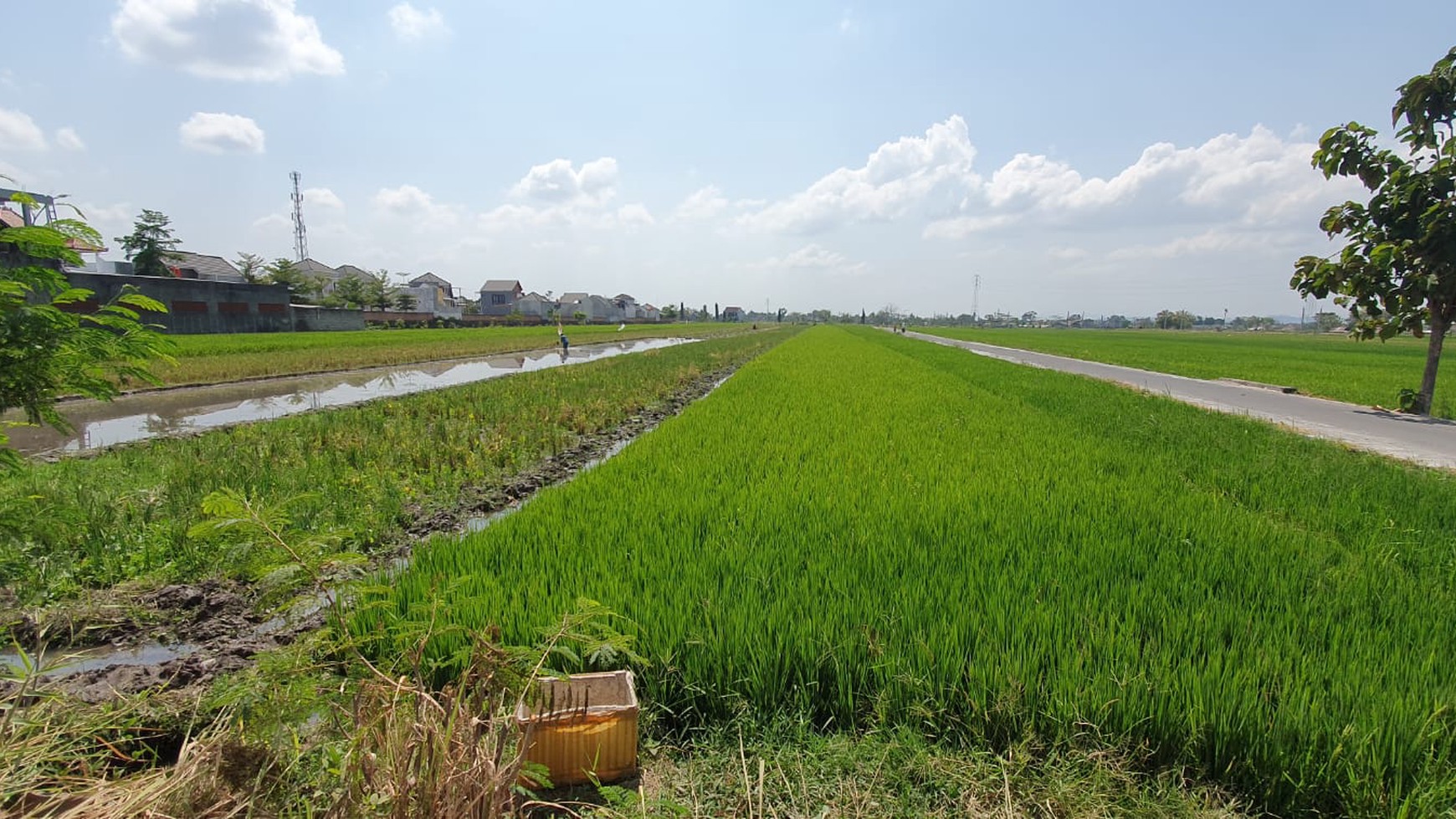 3 Tanah Sawah Cocok Untuk PerumahanDekat RSUP Dr Soeradji Klaten Selatan.