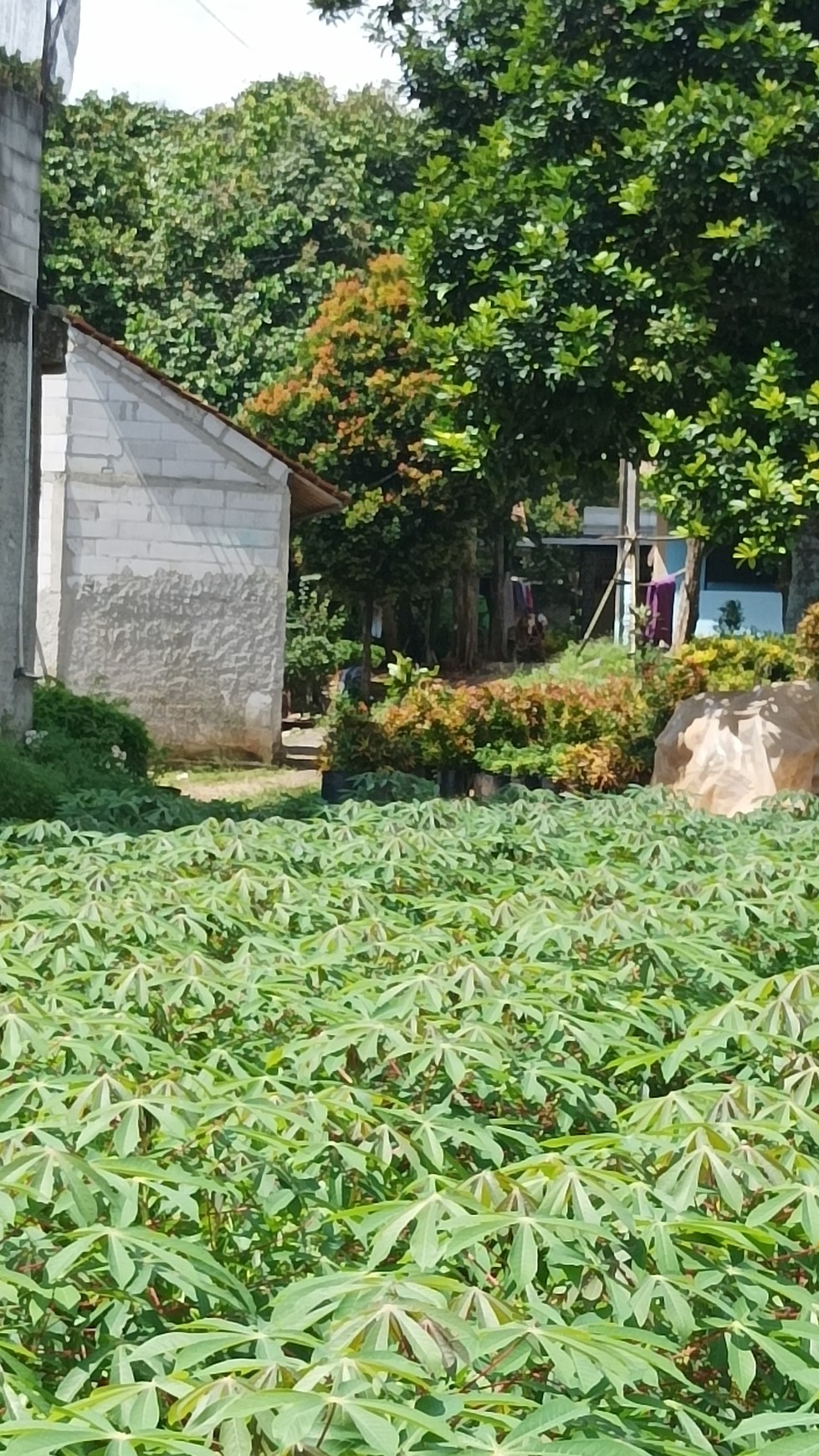 Tanah Siap Bangun Diarea Pedurenan Gunung Sindur Bogor  