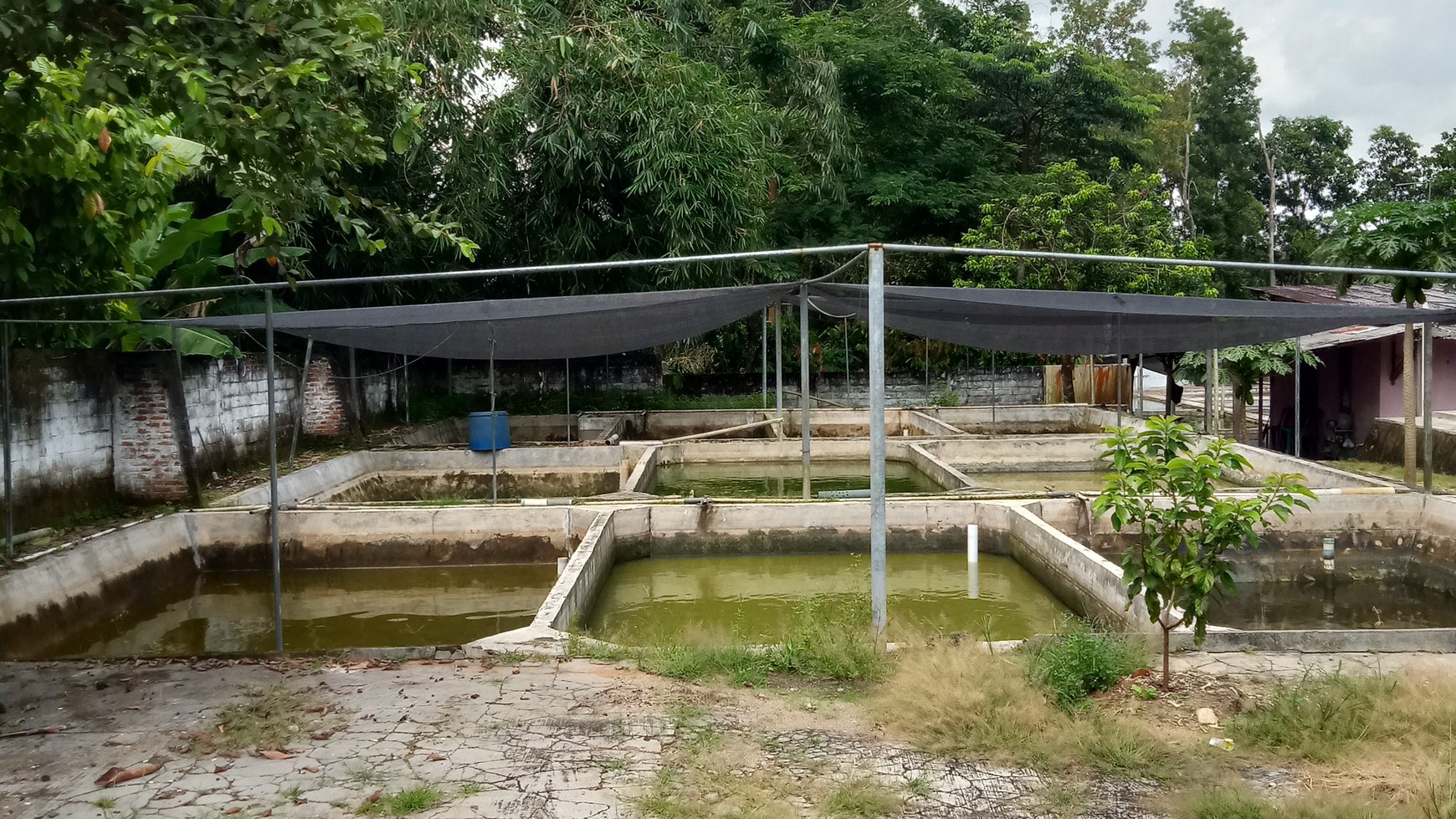 Tanah Kolam ikan siap pakai