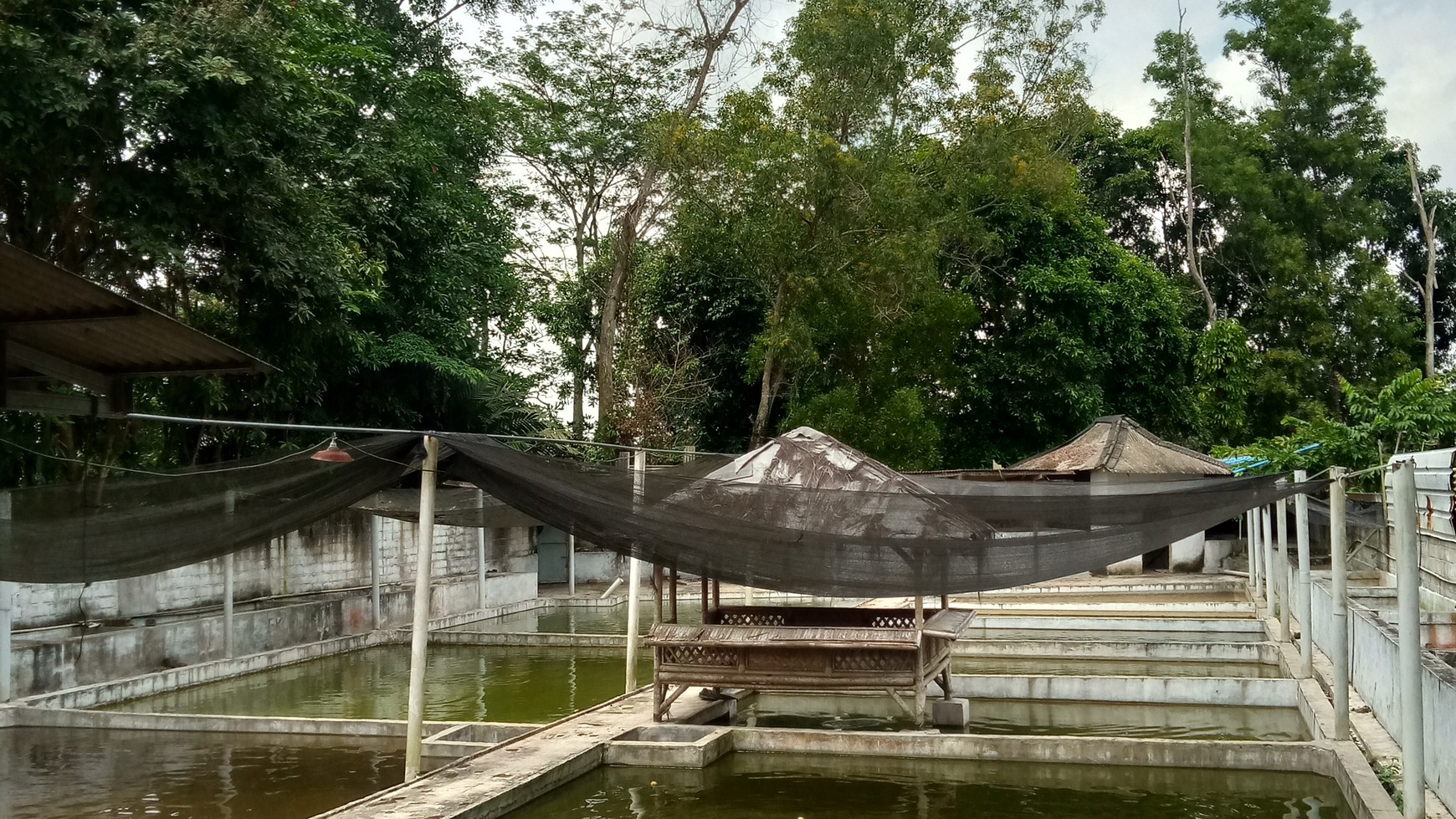 Tanah Kolam ikan siap pakai