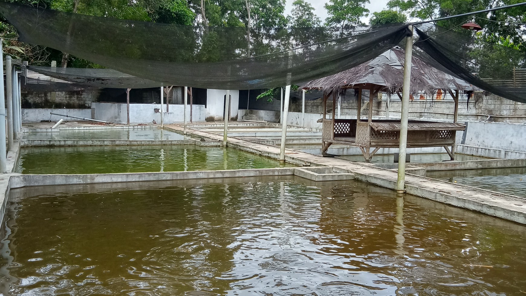 Tanah Kolam ikan siap pakai