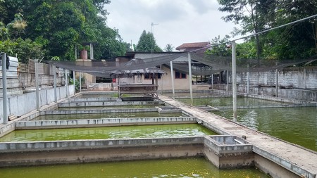 Tanah Kolam ikan siap pakai