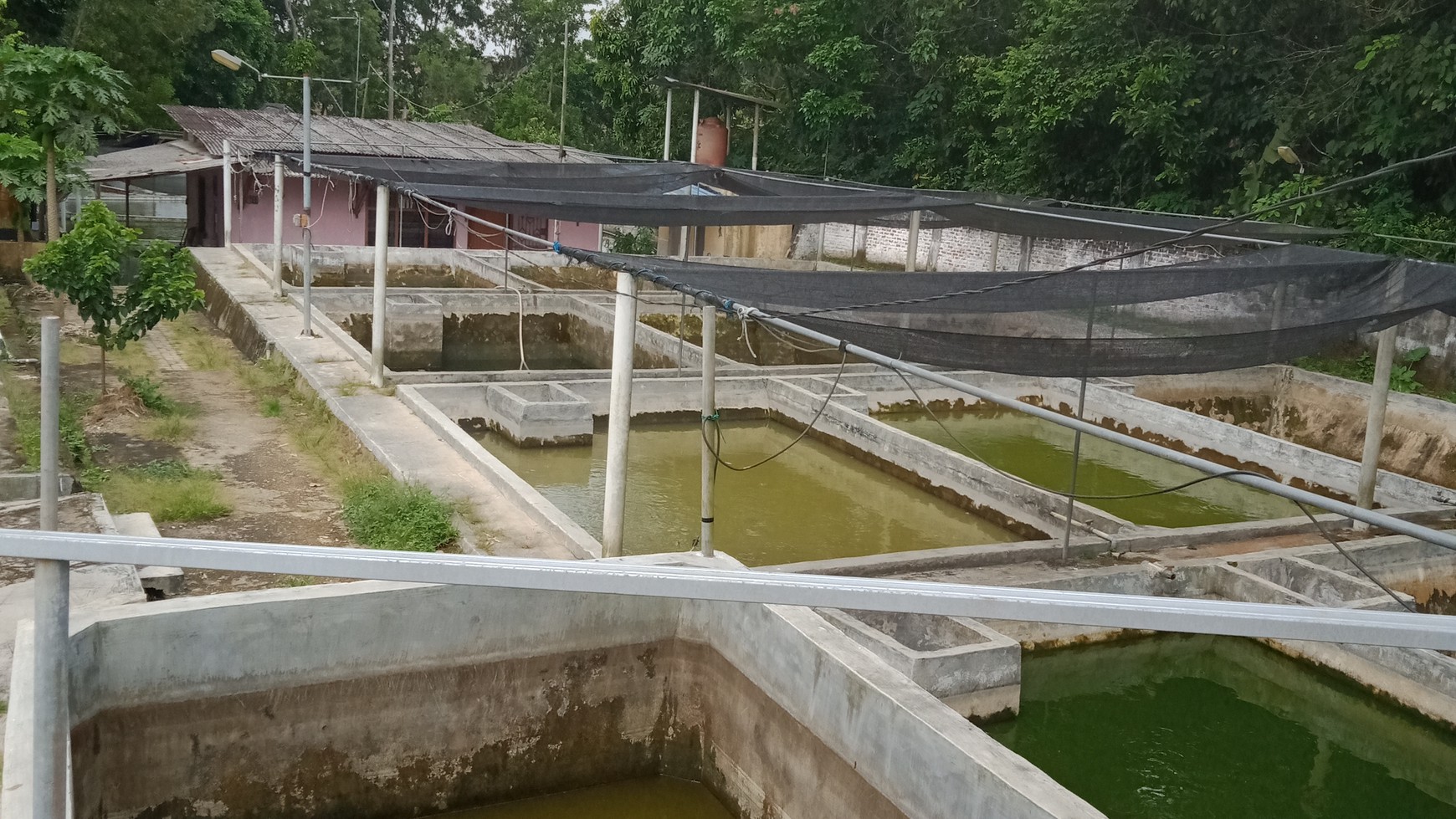 Tanah Kolam ikan siap pakai