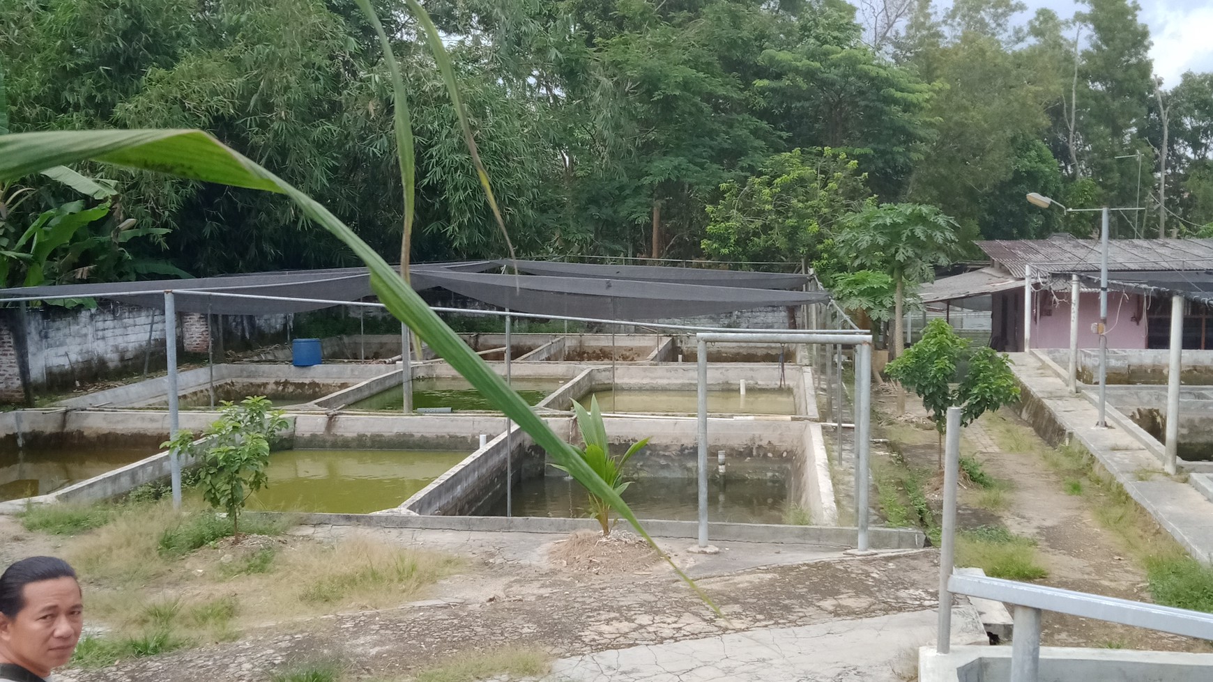 Tanah Kolam ikan siap pakai