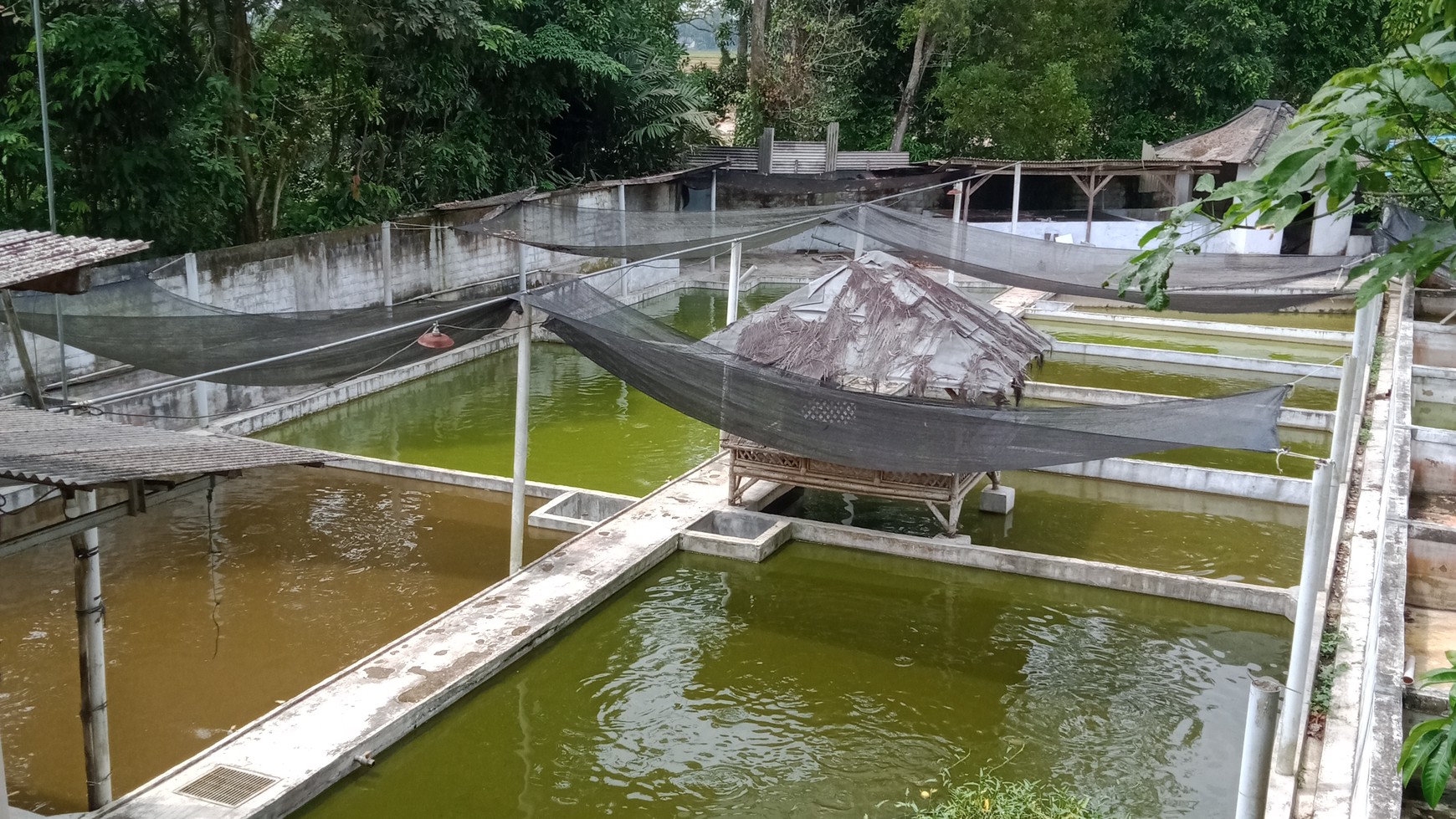 Tanah Kolam ikan siap pakai