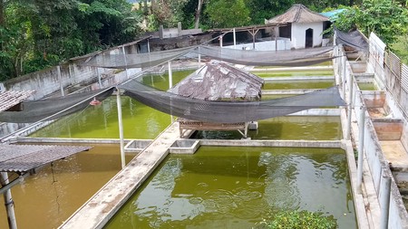 Tanah Kolam ikan siap pakai