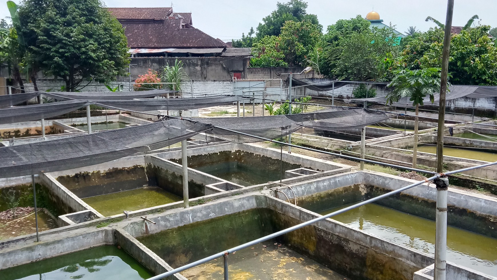 Tanah Kolam ikan siap pakai