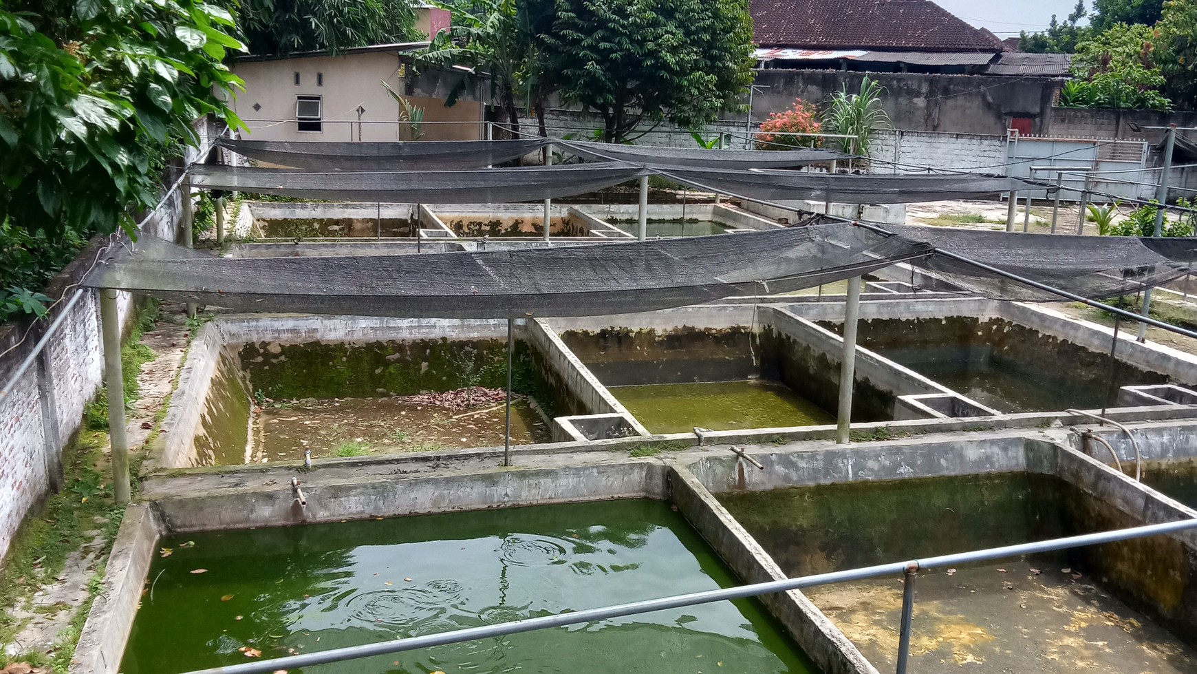 Tanah Kolam ikan siap pakai