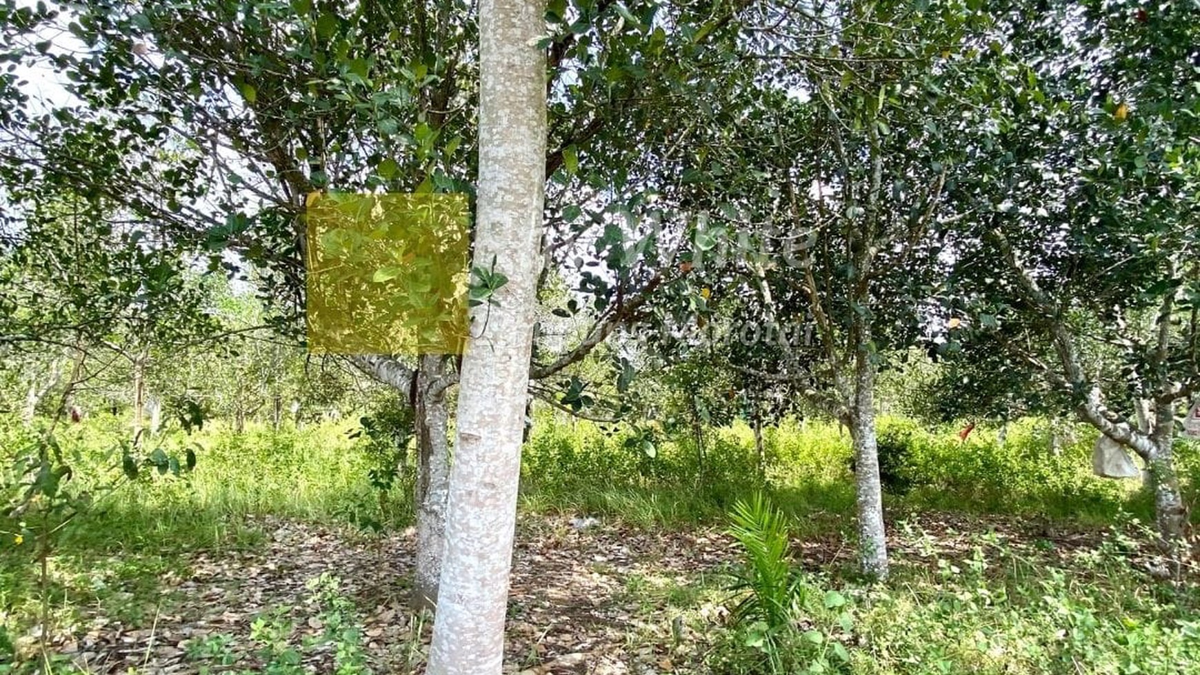 Tanah di Talang Padang Luas 1,6 Ha daerah pemukiman