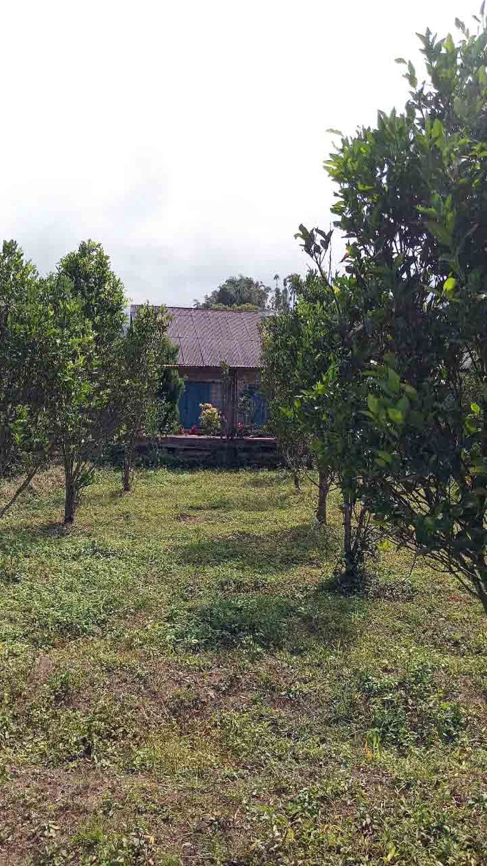 Tanah di Dusun Bunder Kel.Tawangsari Pujon - Malang, Lokasi di ketinggian 1000 mdpl, Pemandangan indah pegunungan