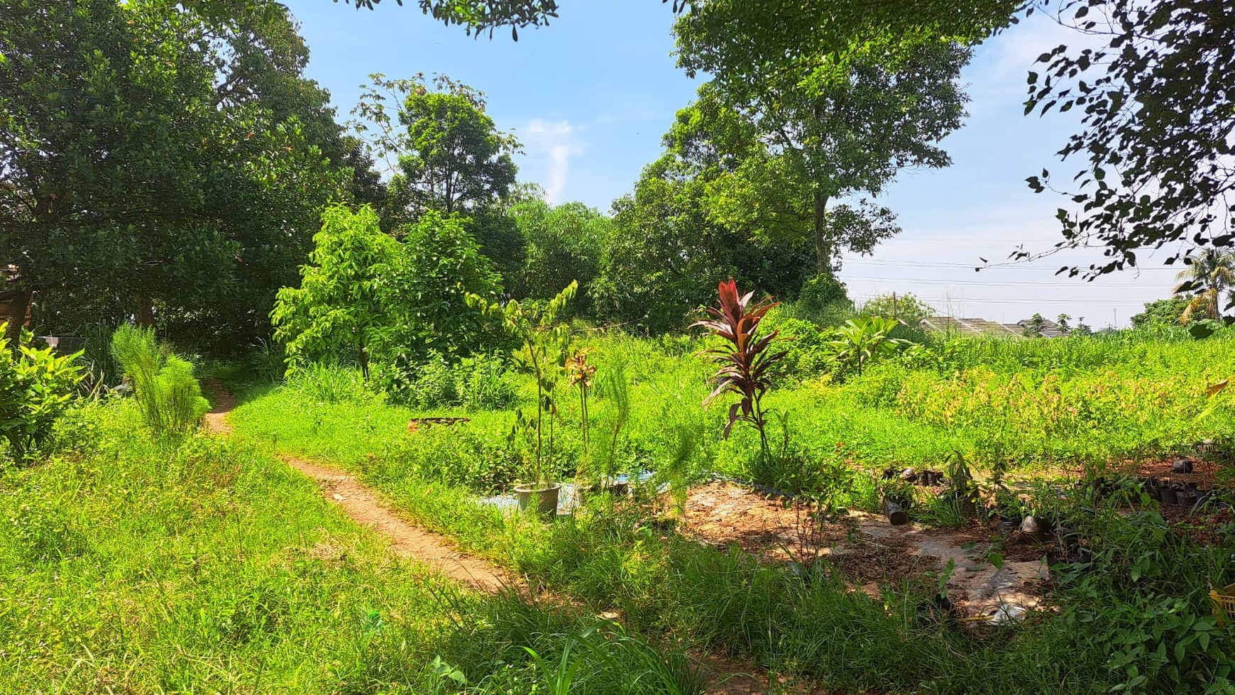 Dijual Tanah Luas di Rawakalong dekat perum Botanical Valley, Gunung Sindur Bogor