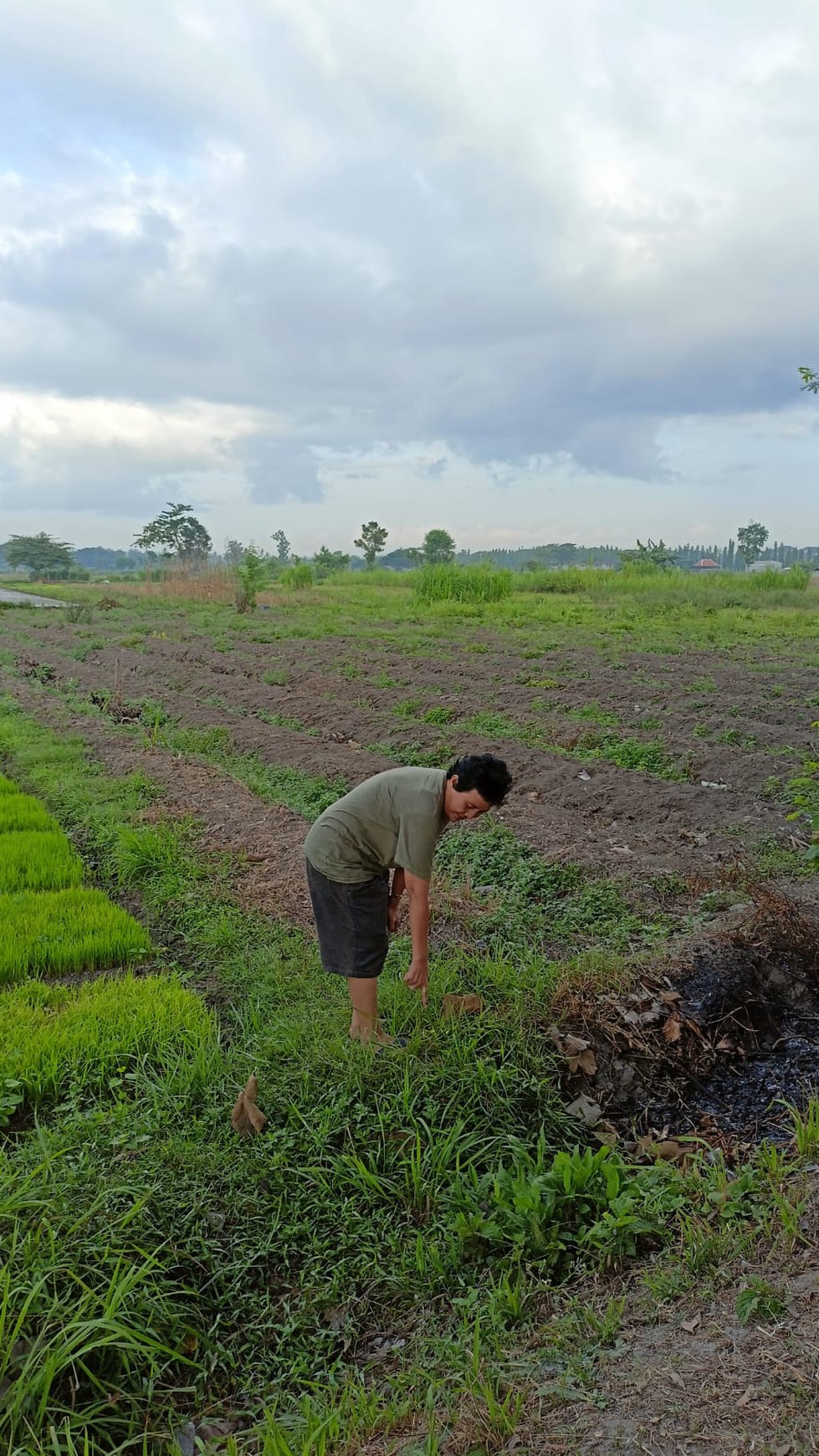 Tanah Sawah Seluas 1507 Meter Persegi Lokasi Ganjuran Bantul