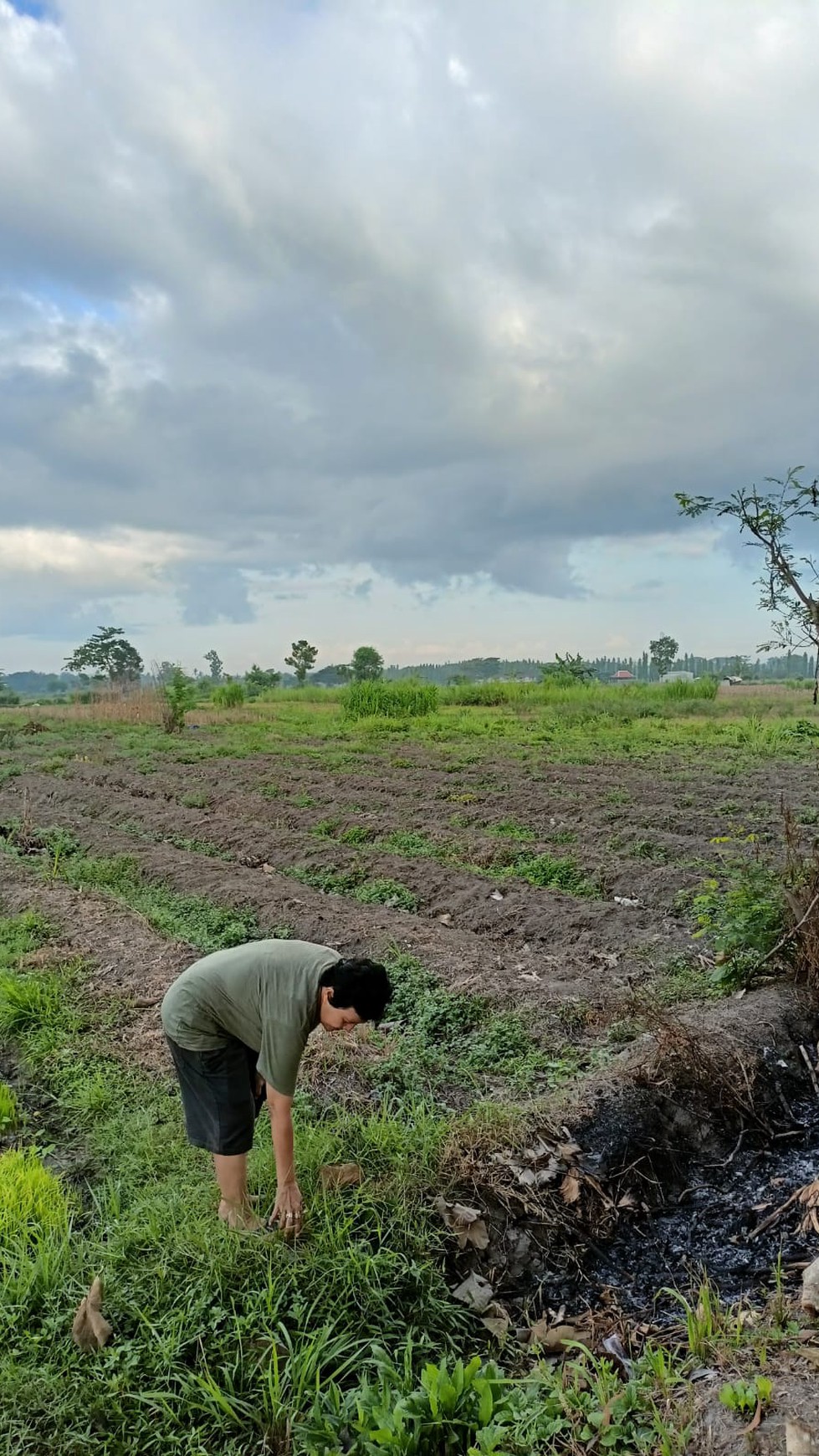 Tanah Sawah Seluas 1507 Meter Persegi Lokasi Ganjuran Bantul