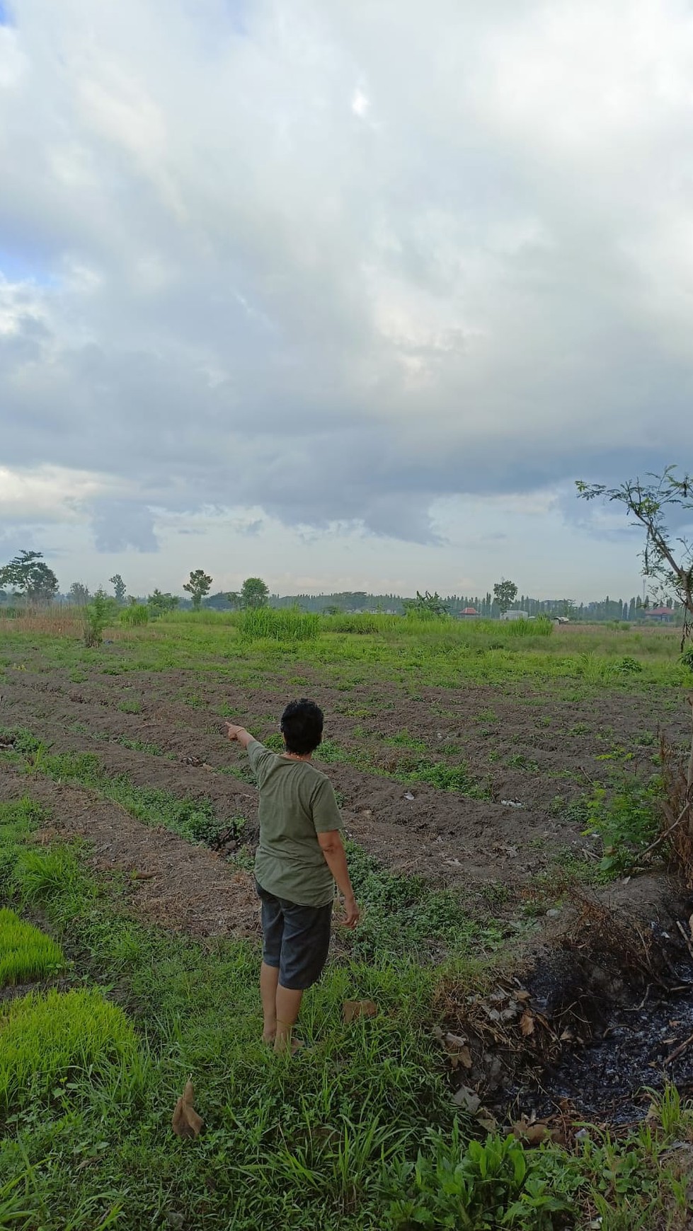 Tanah Sawah Seluas 1507 Meter Persegi Lokasi Ganjuran Bantul