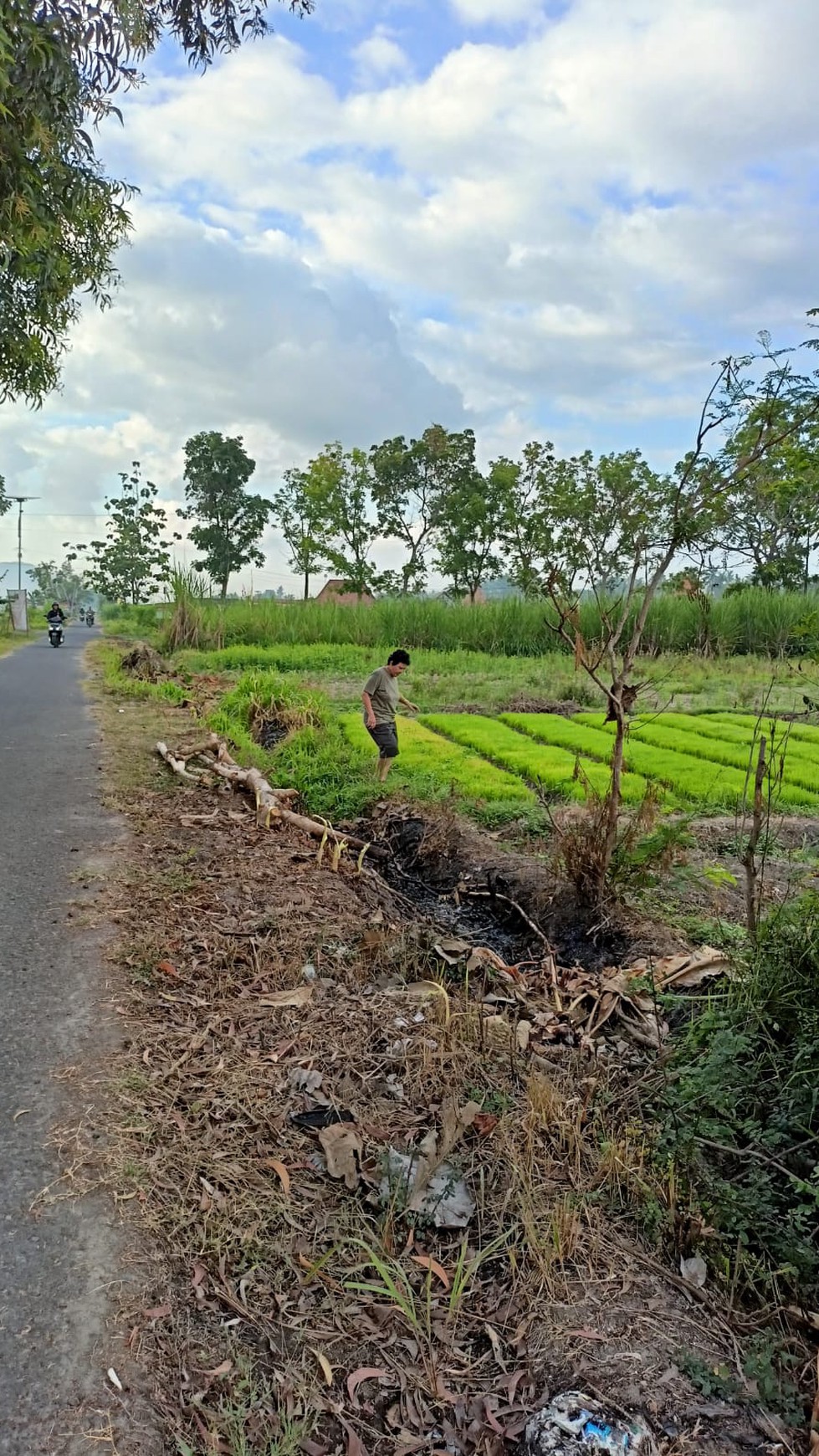 Tanah Sawah Seluas 1507 Meter Persegi Lokasi Ganjuran Bantul