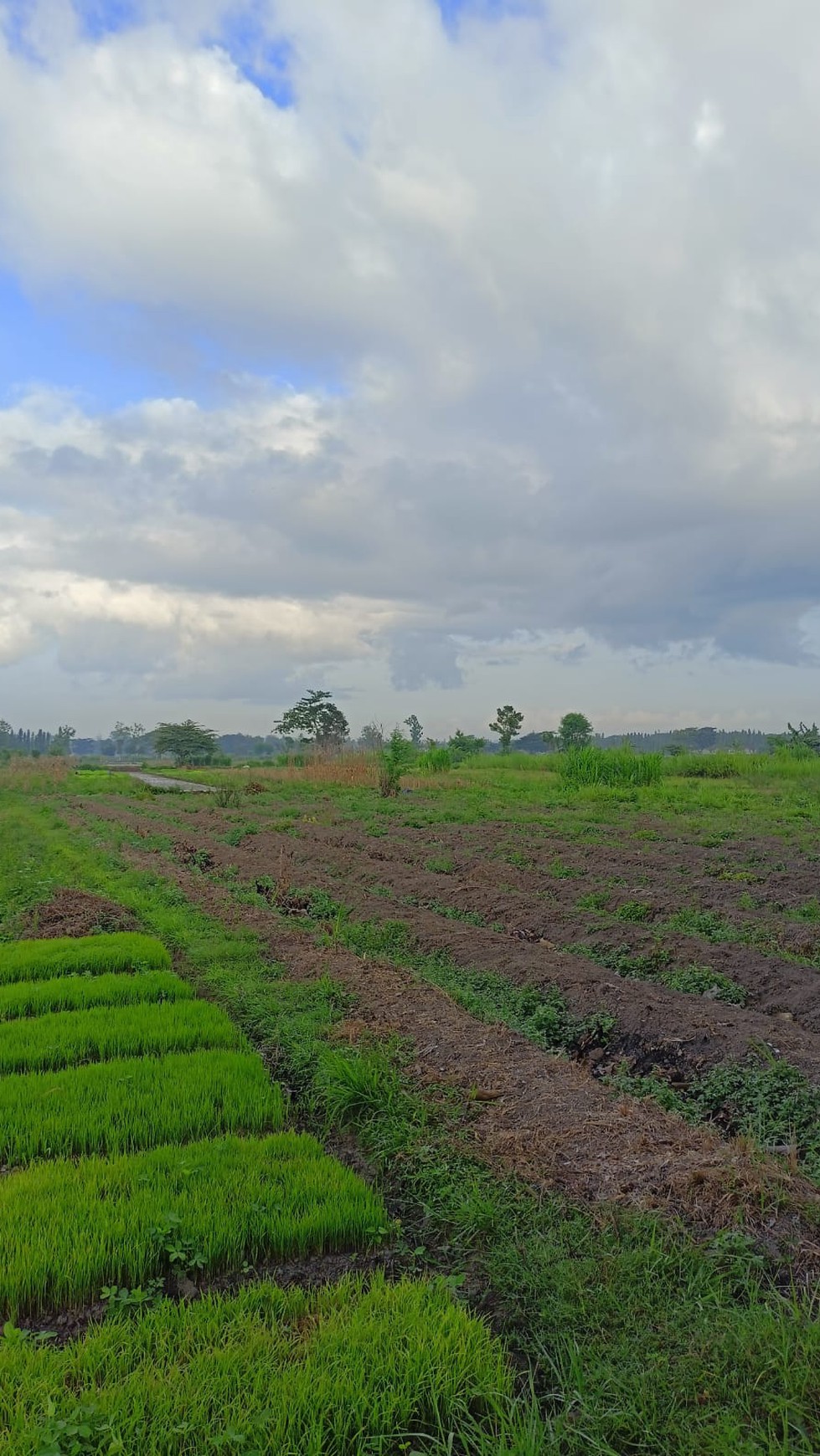 Tanah Sawah Seluas 1507 Meter Persegi Lokasi Ganjuran Bantul