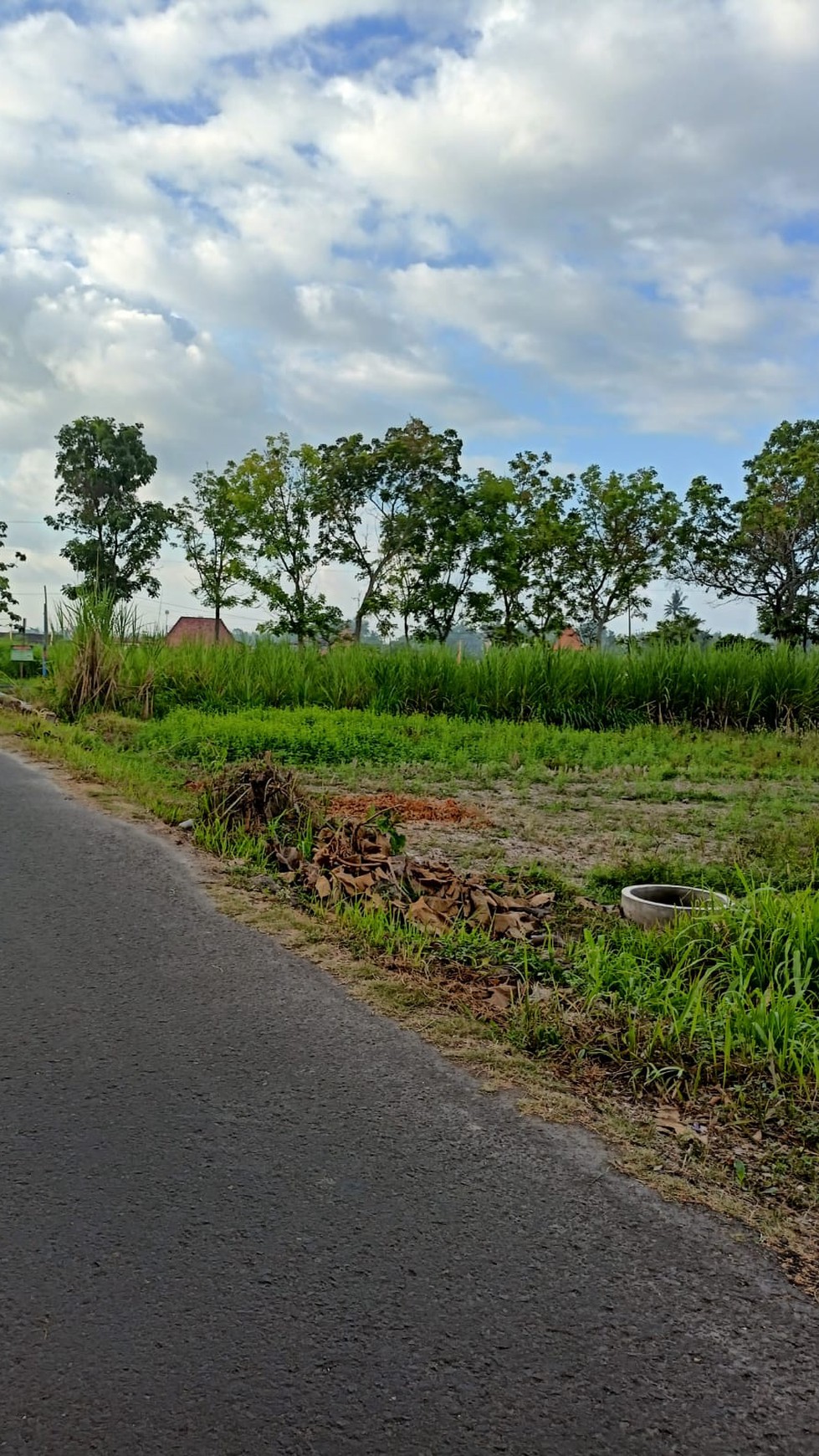 Tanah Sawah Seluas 1507 Meter Persegi Lokasi Ganjuran Bantul