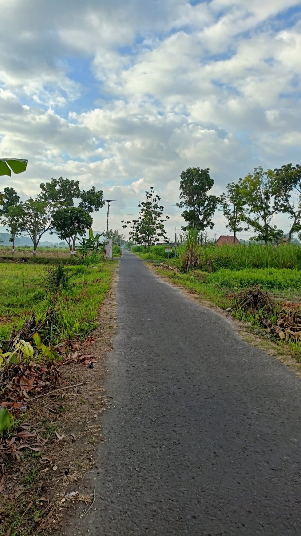 Tanah Sawah Seluas 1507 Meter Persegi Lokasi Ganjuran Bantul