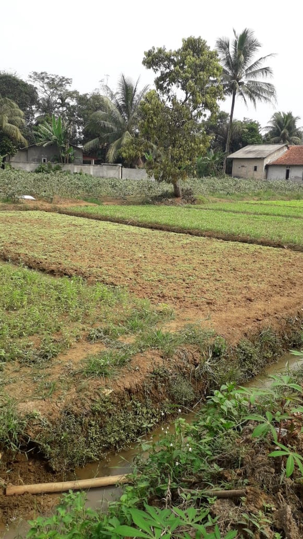 Tanah Lokasi Pedesaan di Bogor