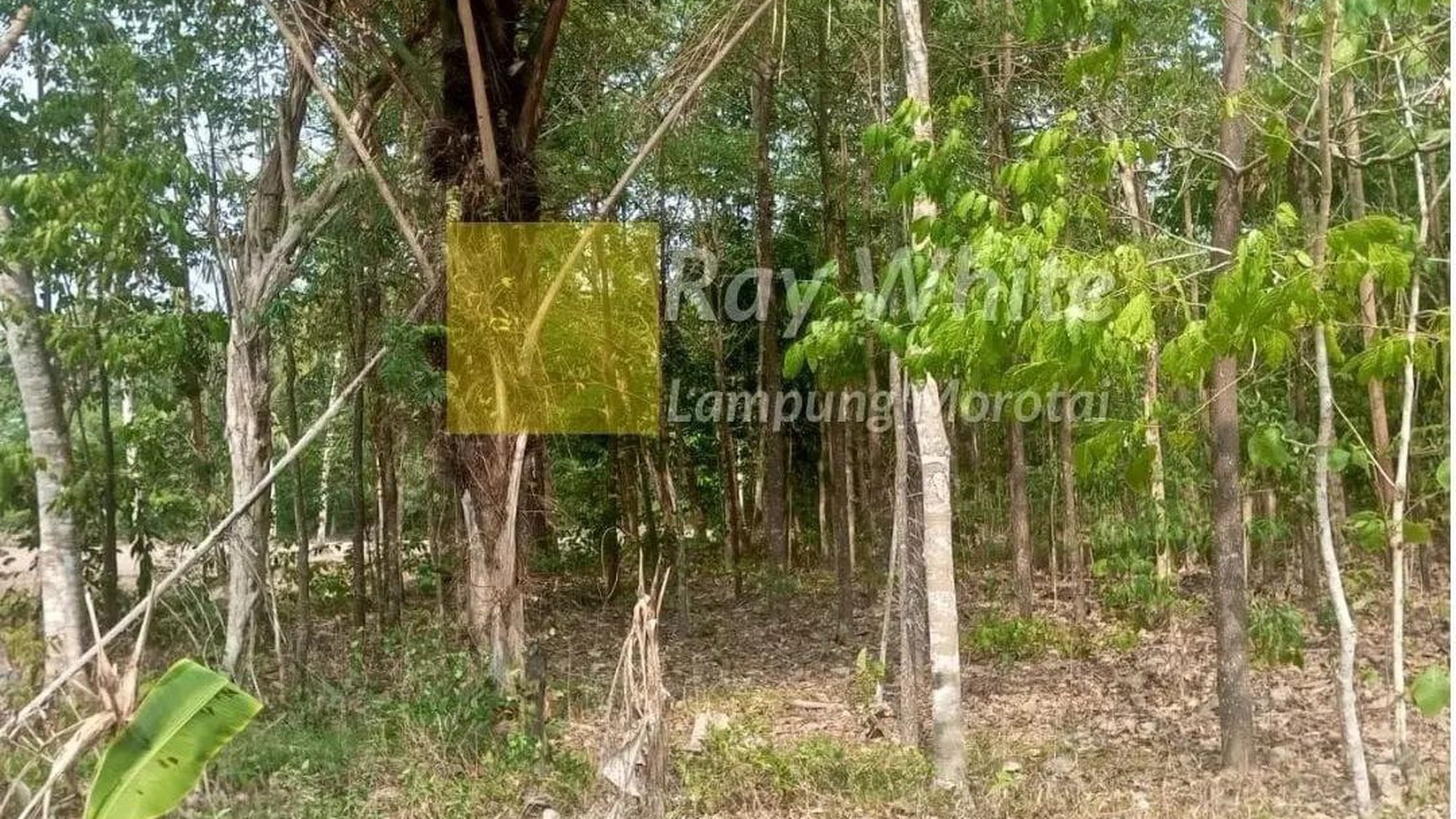 Dijual Tanah di Lampung Selatan