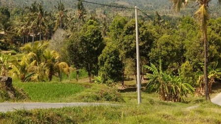 LAND FOR SALE WITH RICE FIELD VIEW IN LOVINA