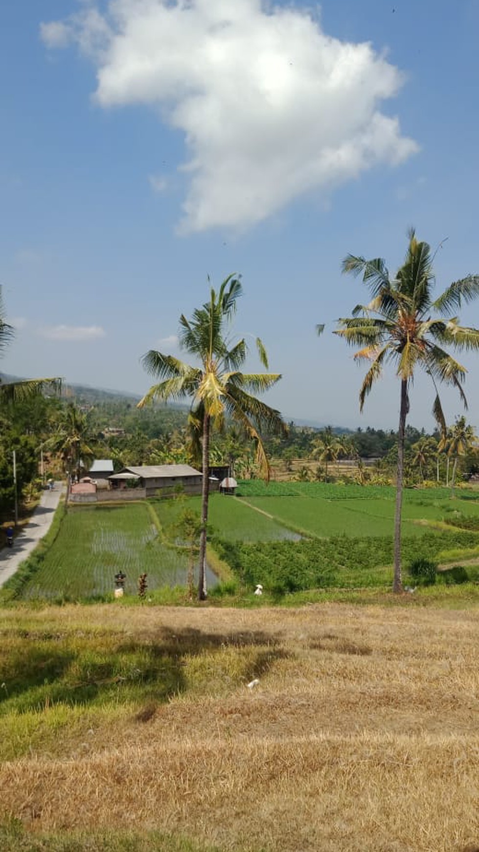 LAND FOR SALE WITH RICE FIELD VIEW IN LOVINA