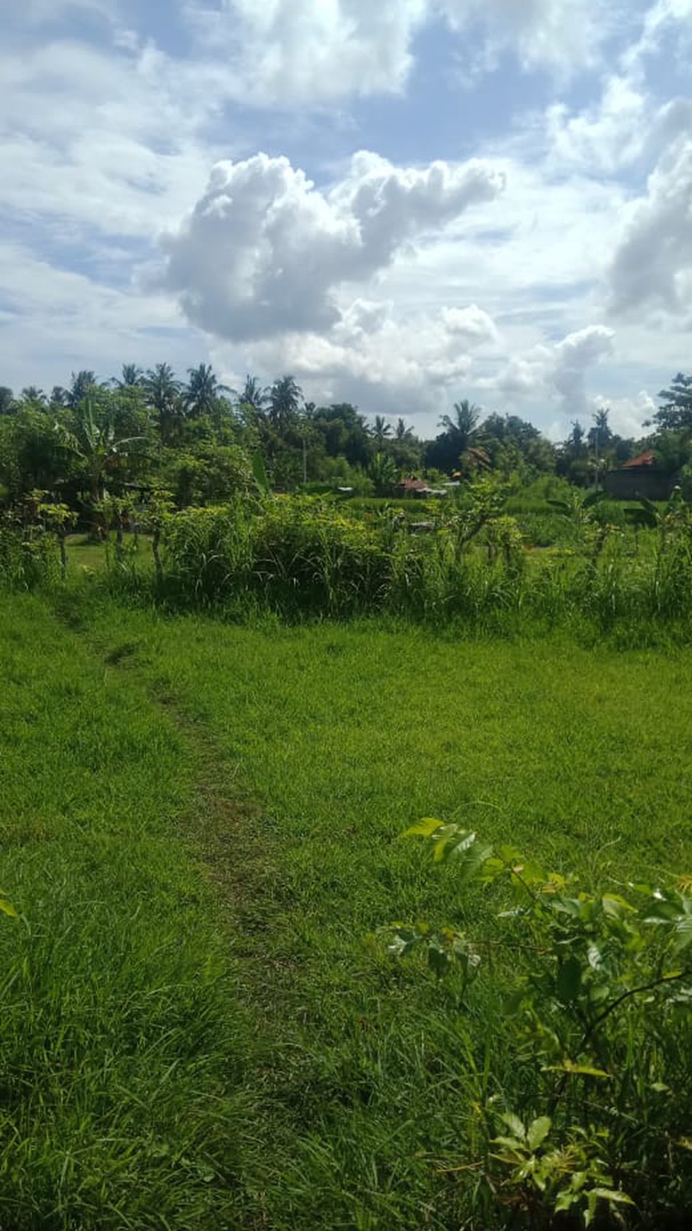 Land For Sale in Lovina